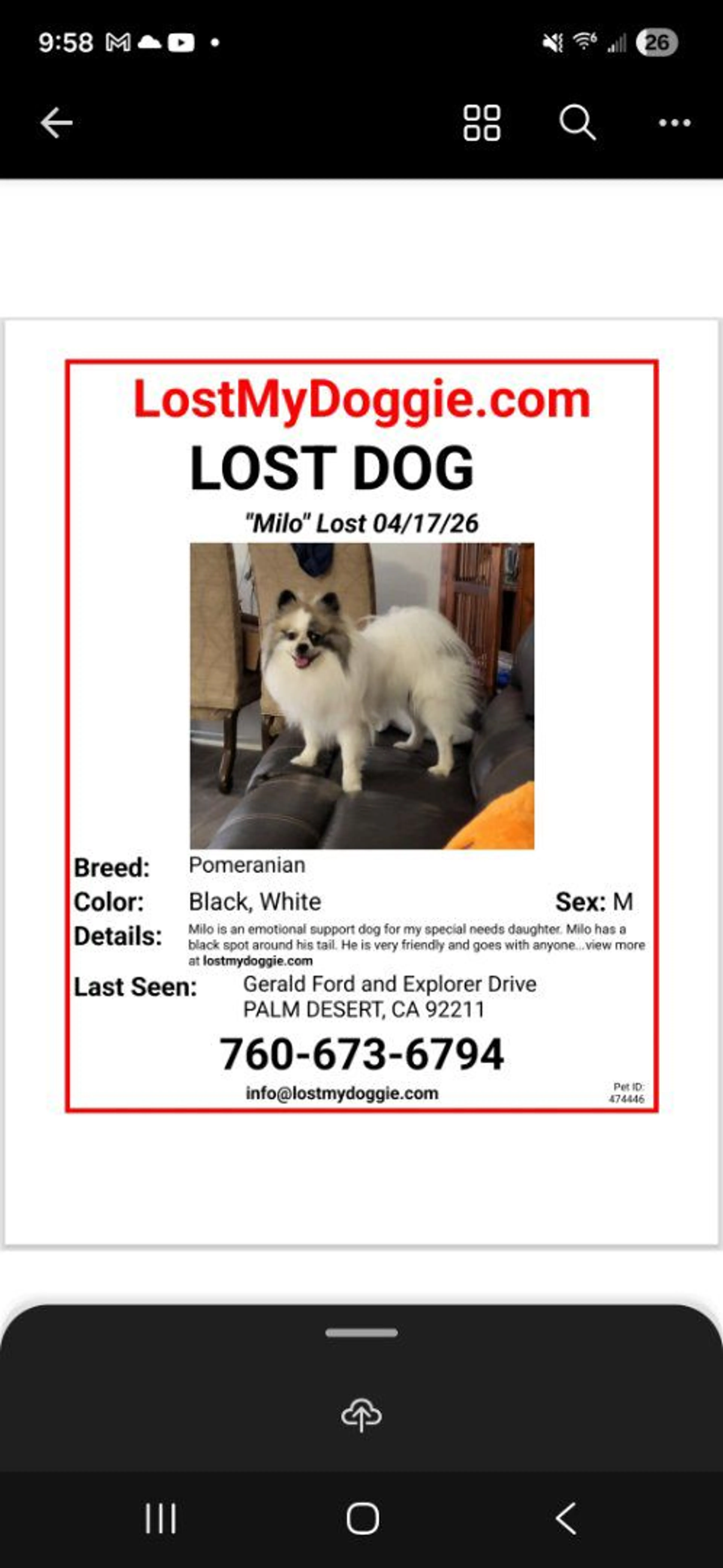 Lost pet-0