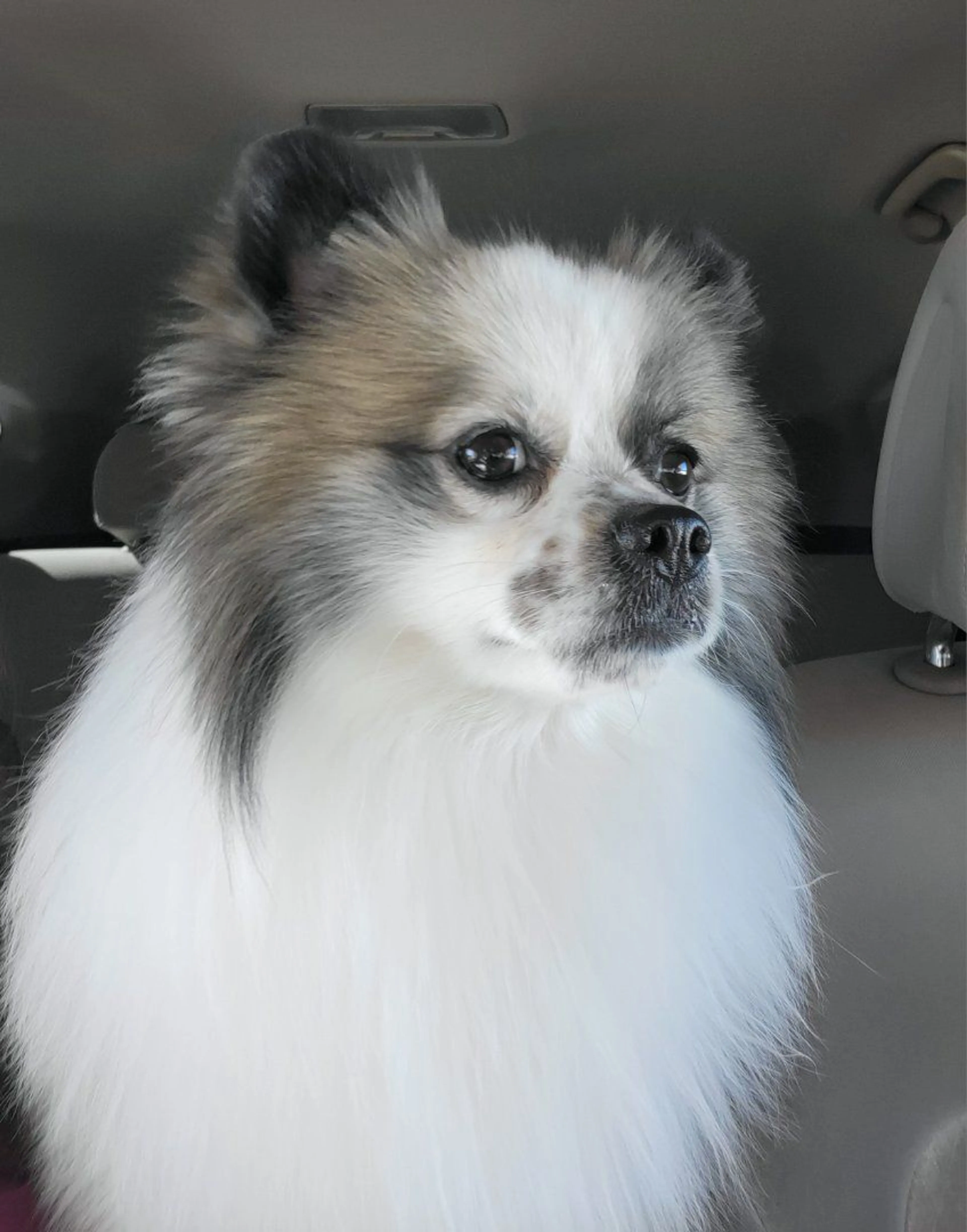 Lost pet-1