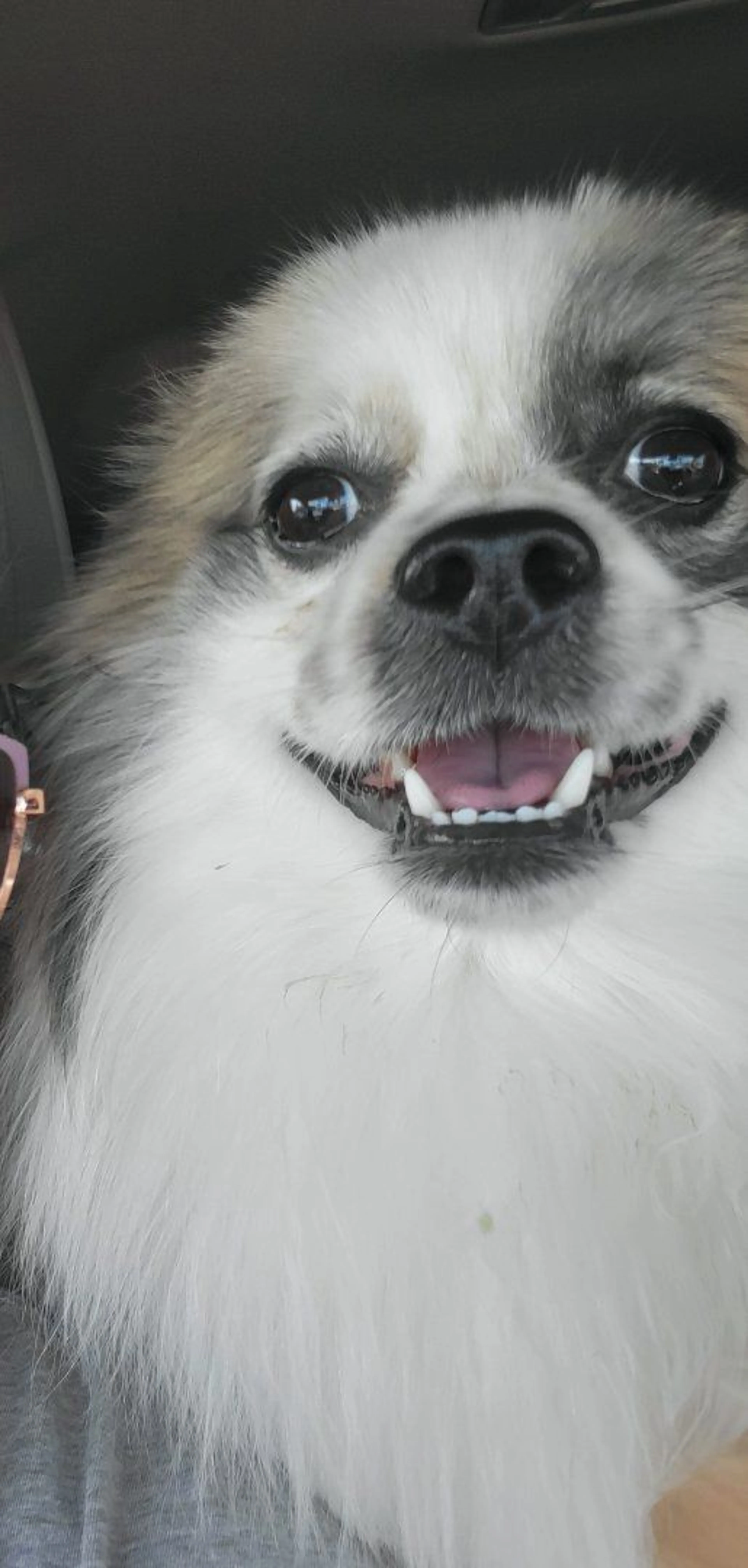 Lost pet-2