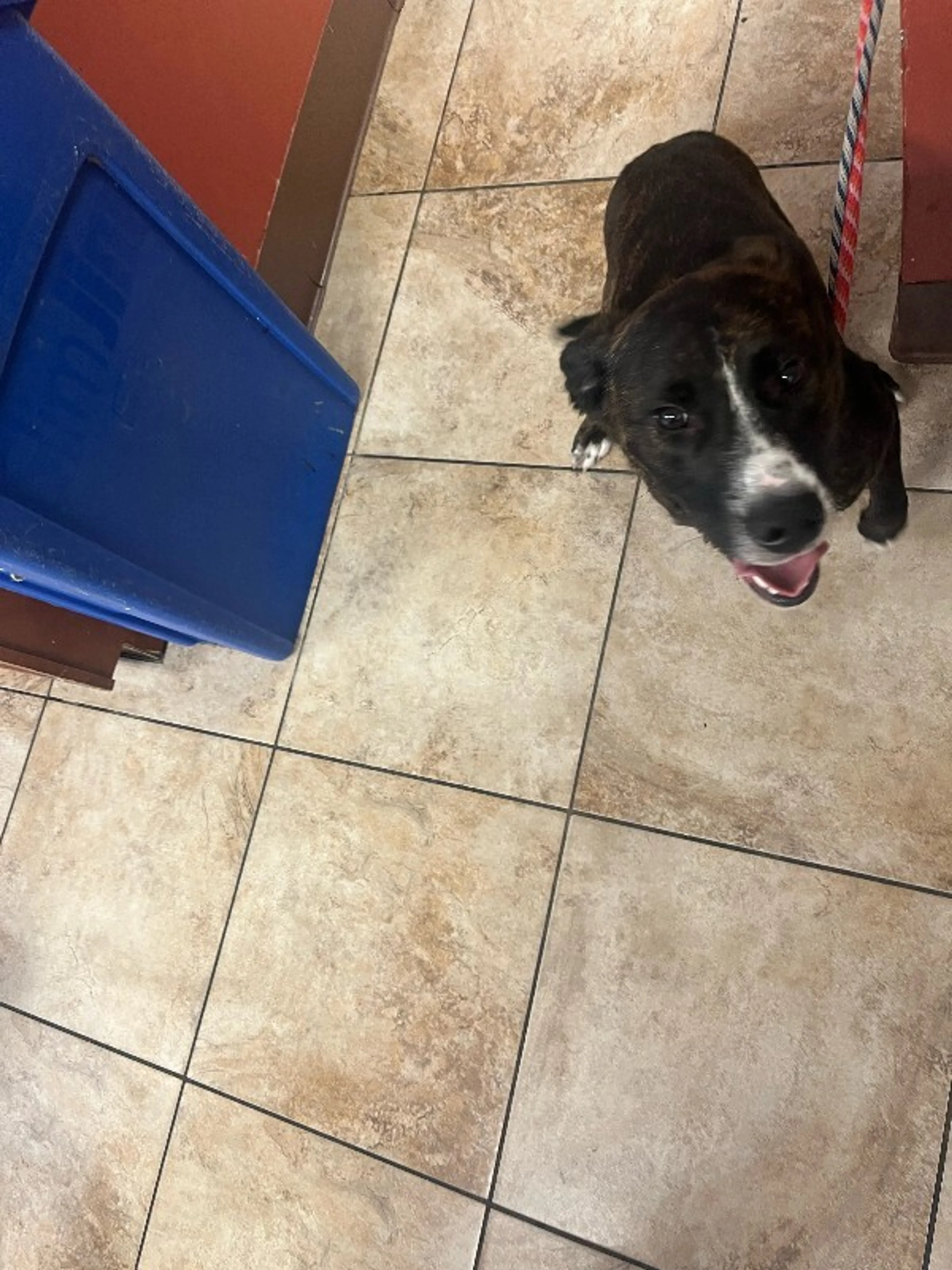 Found pet-4
