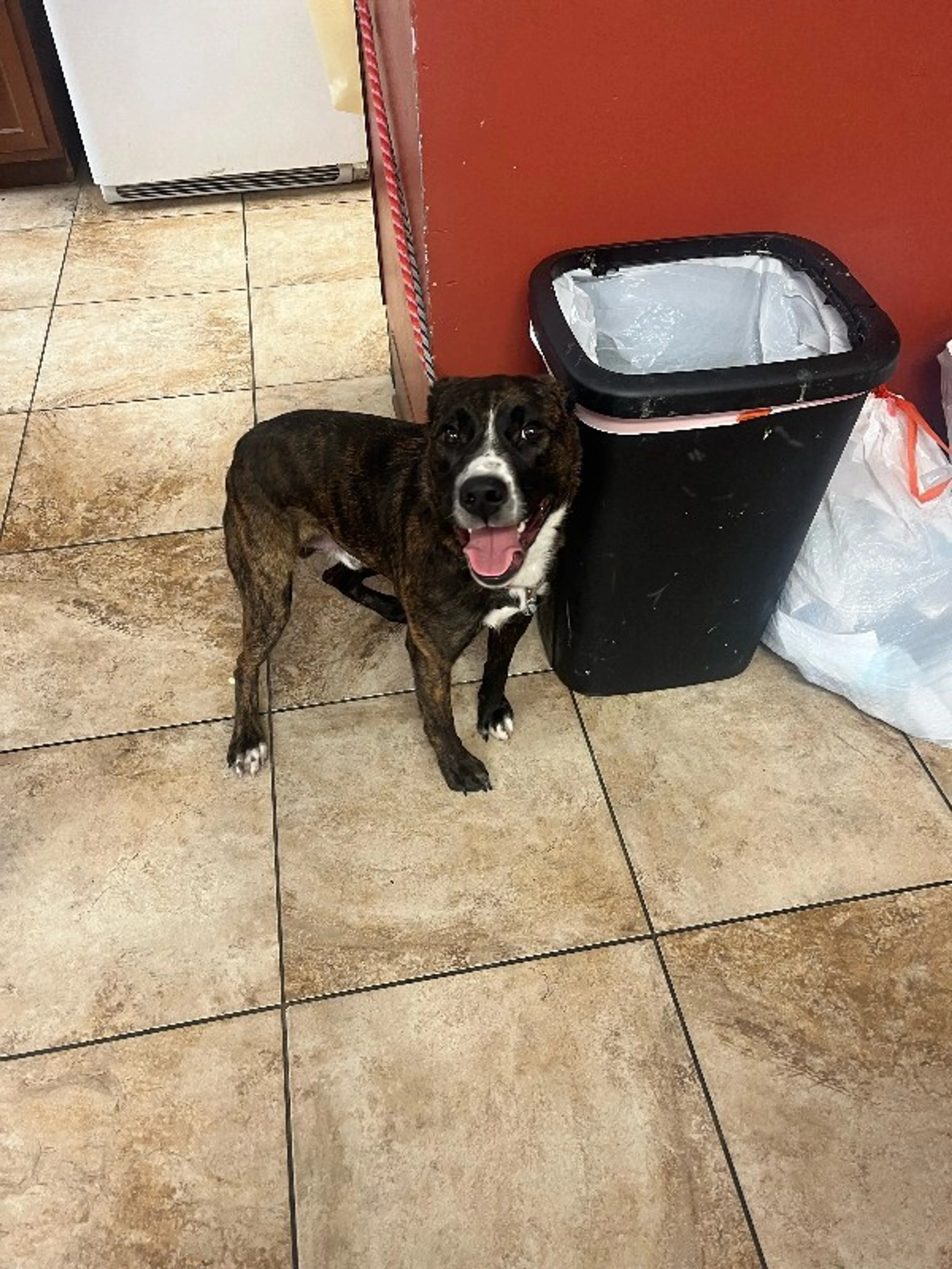 Found pet-3