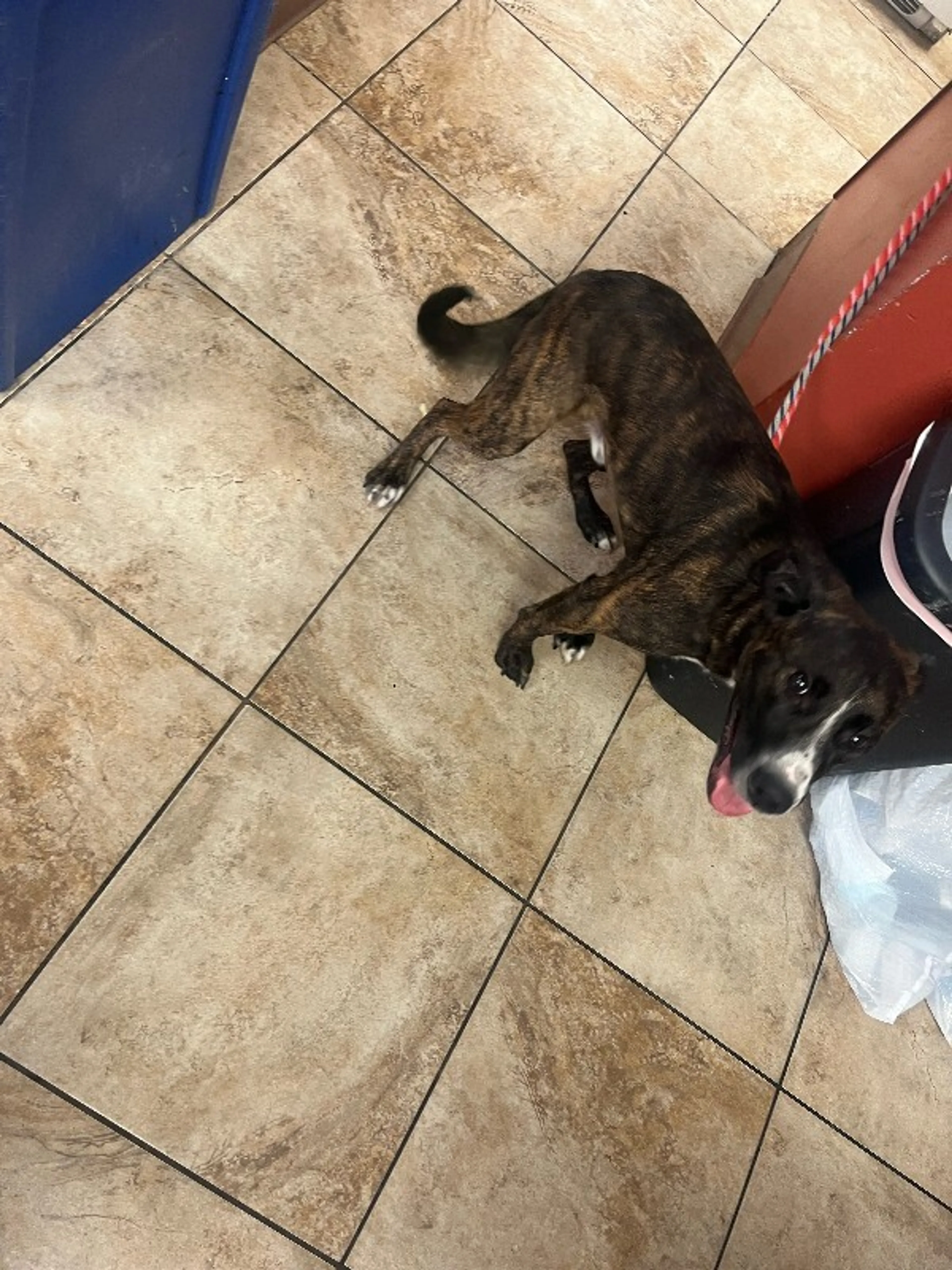 Found pet-2