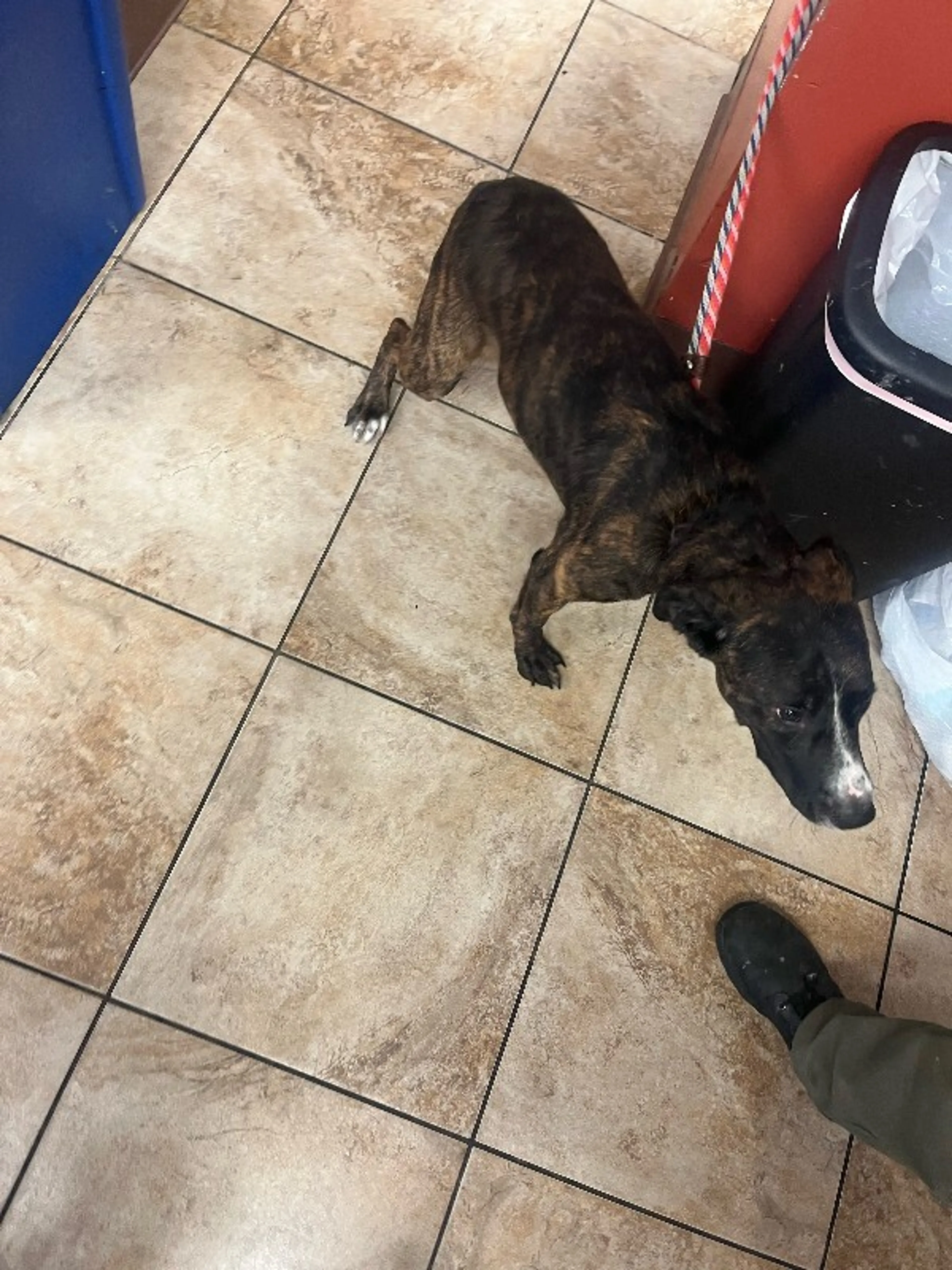 Found pet-1