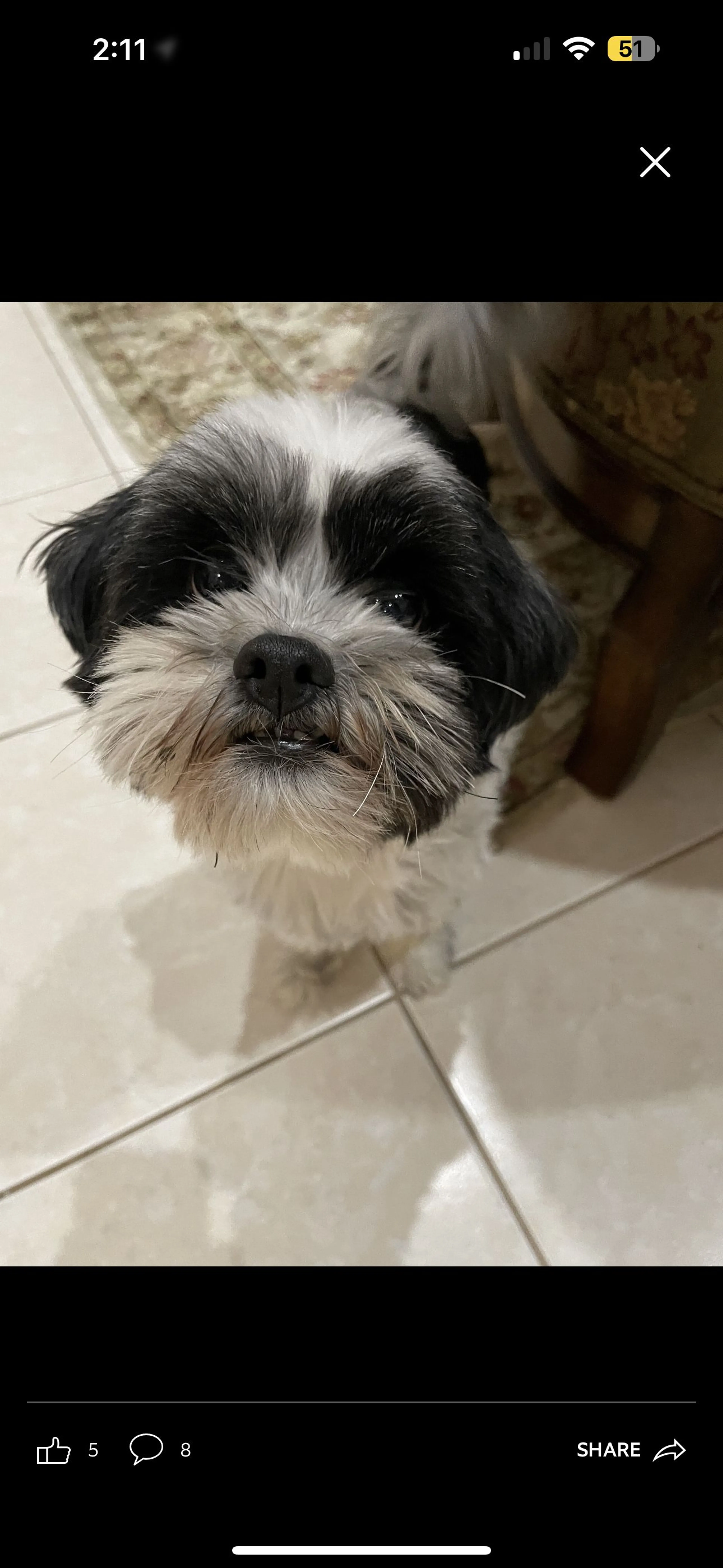 Lost pet