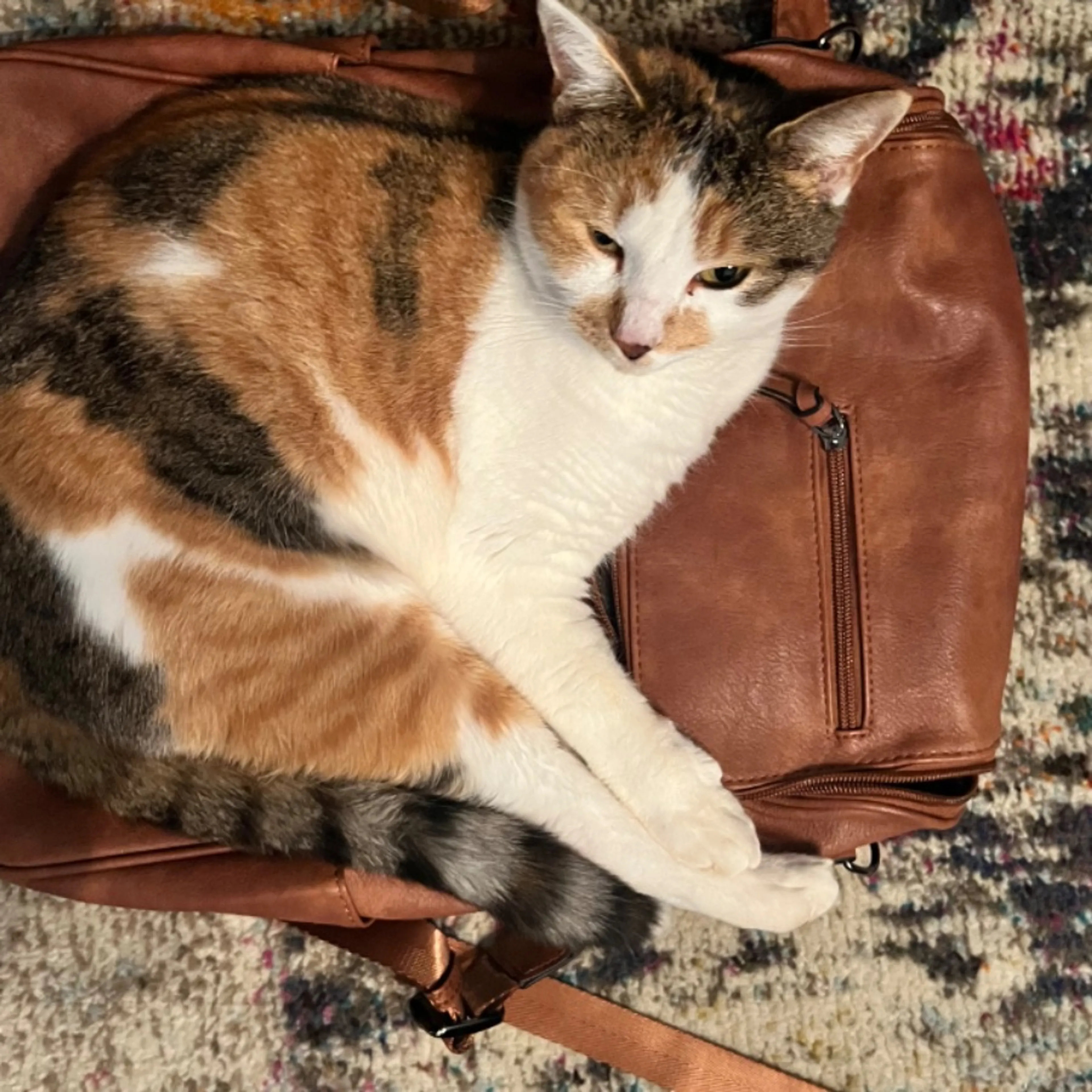 Lost pet