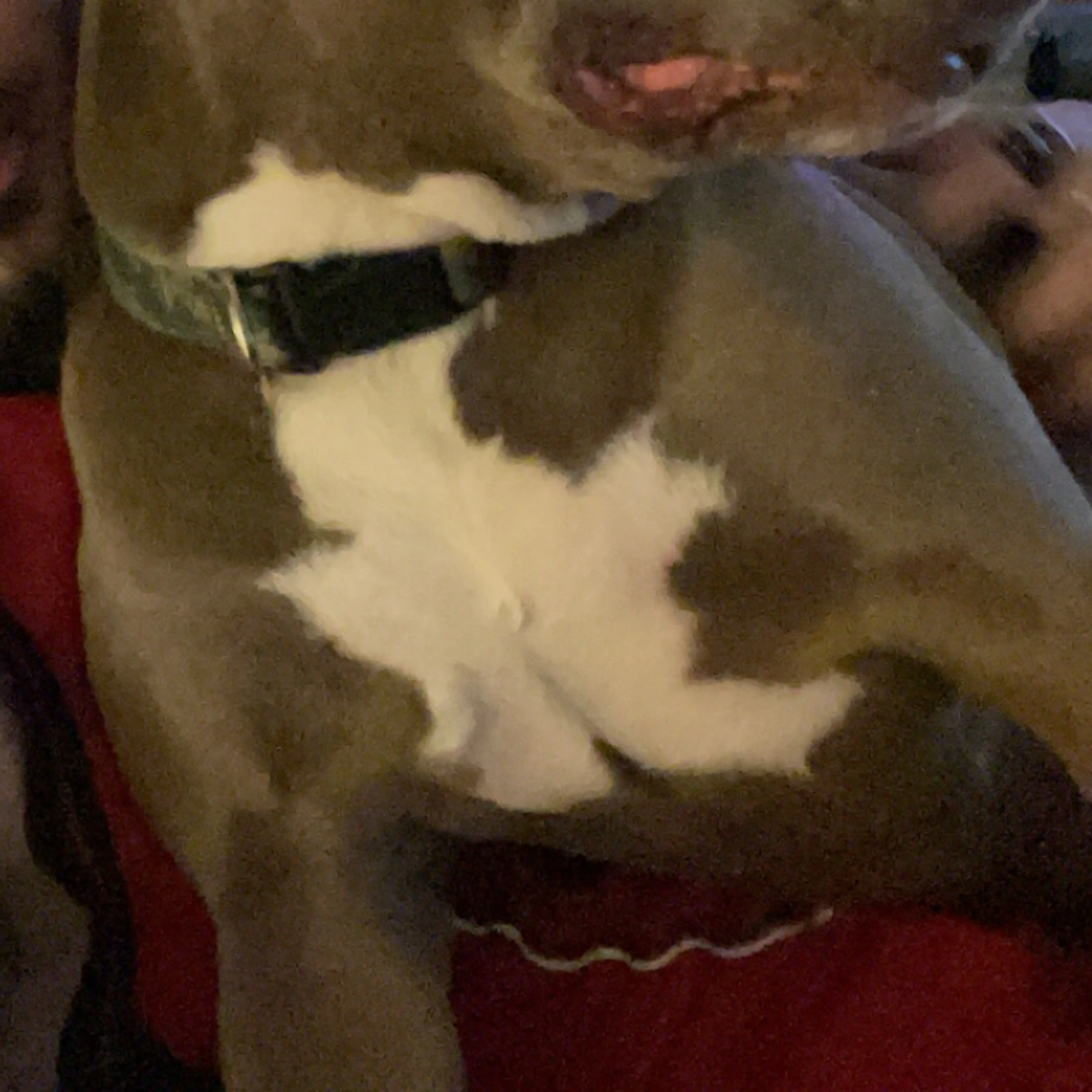 Lost pet-3