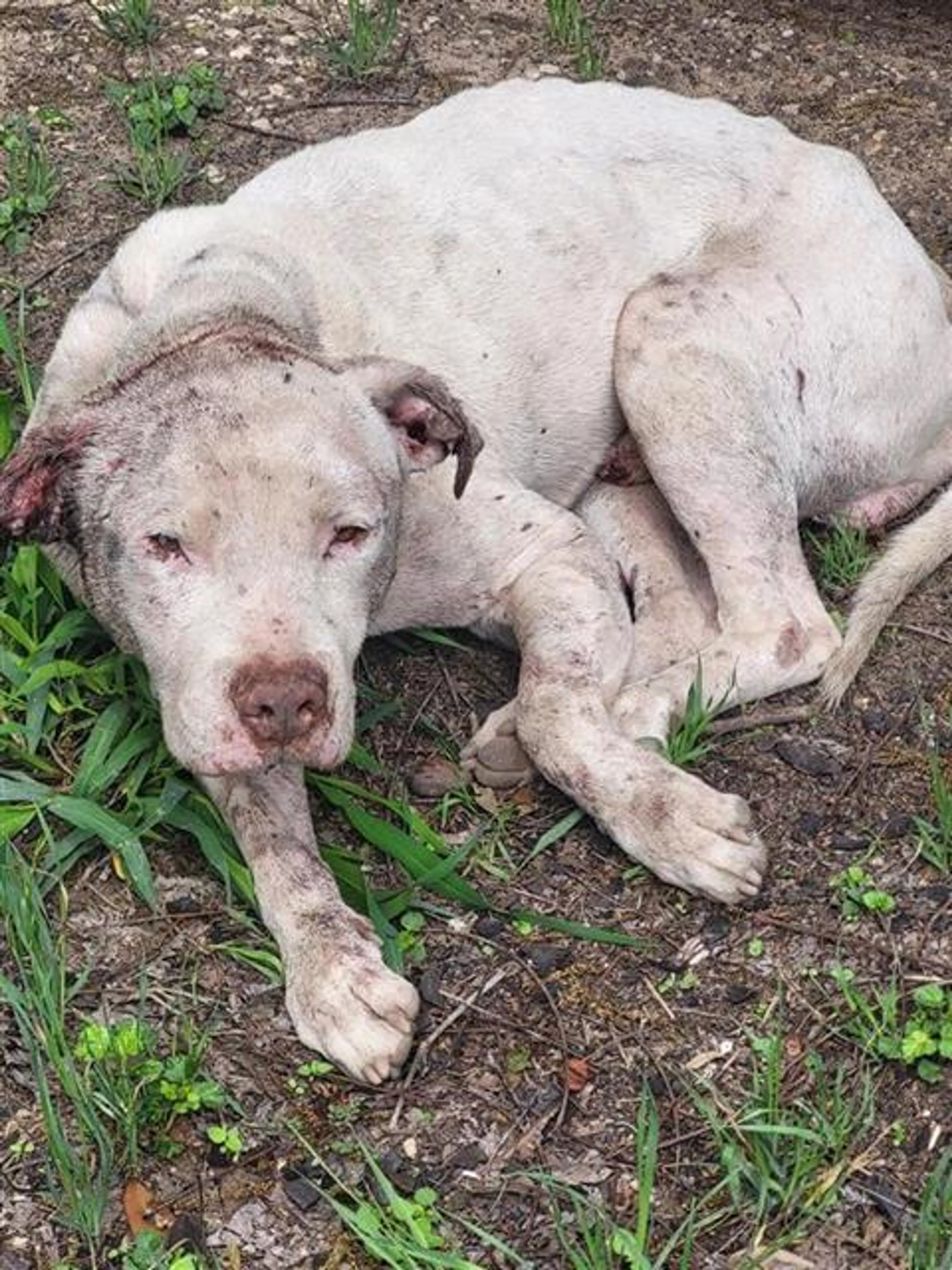 Found pet