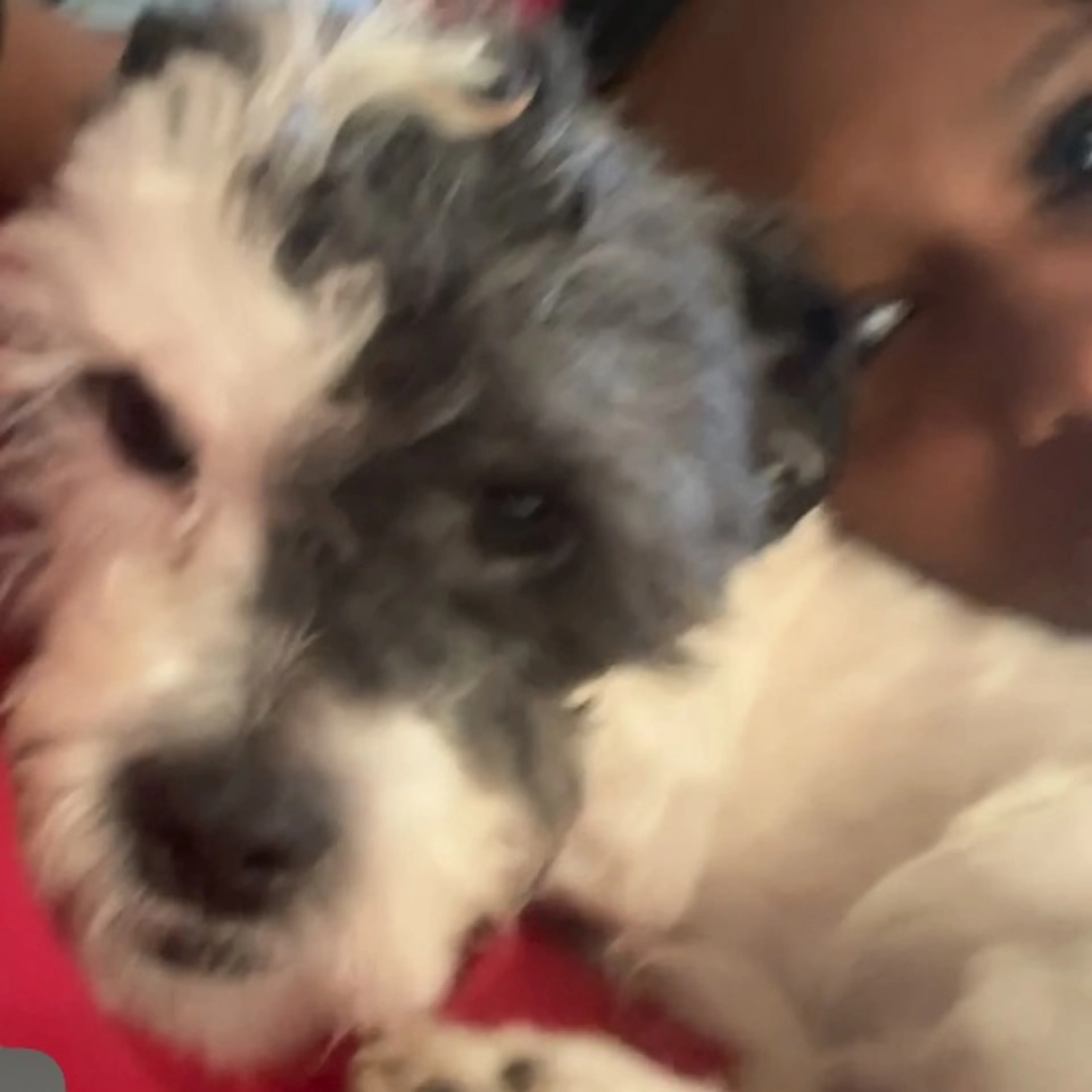 Lost pet