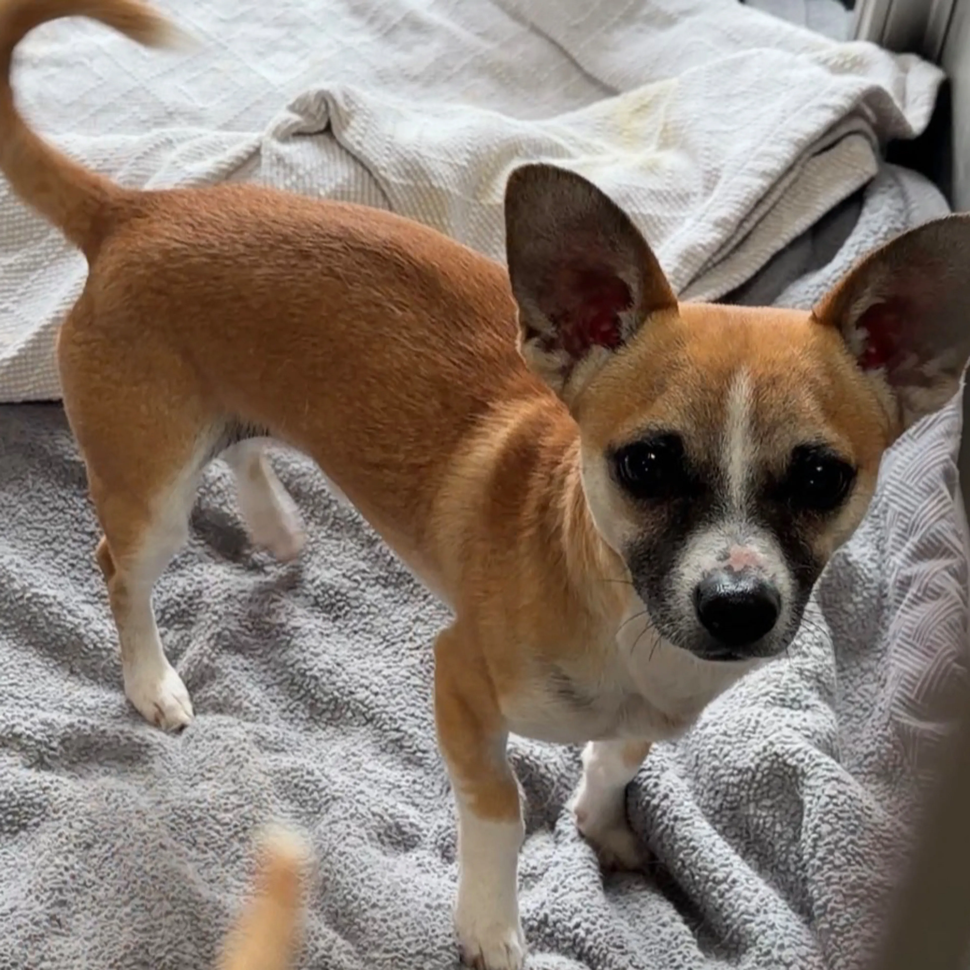 Found pet