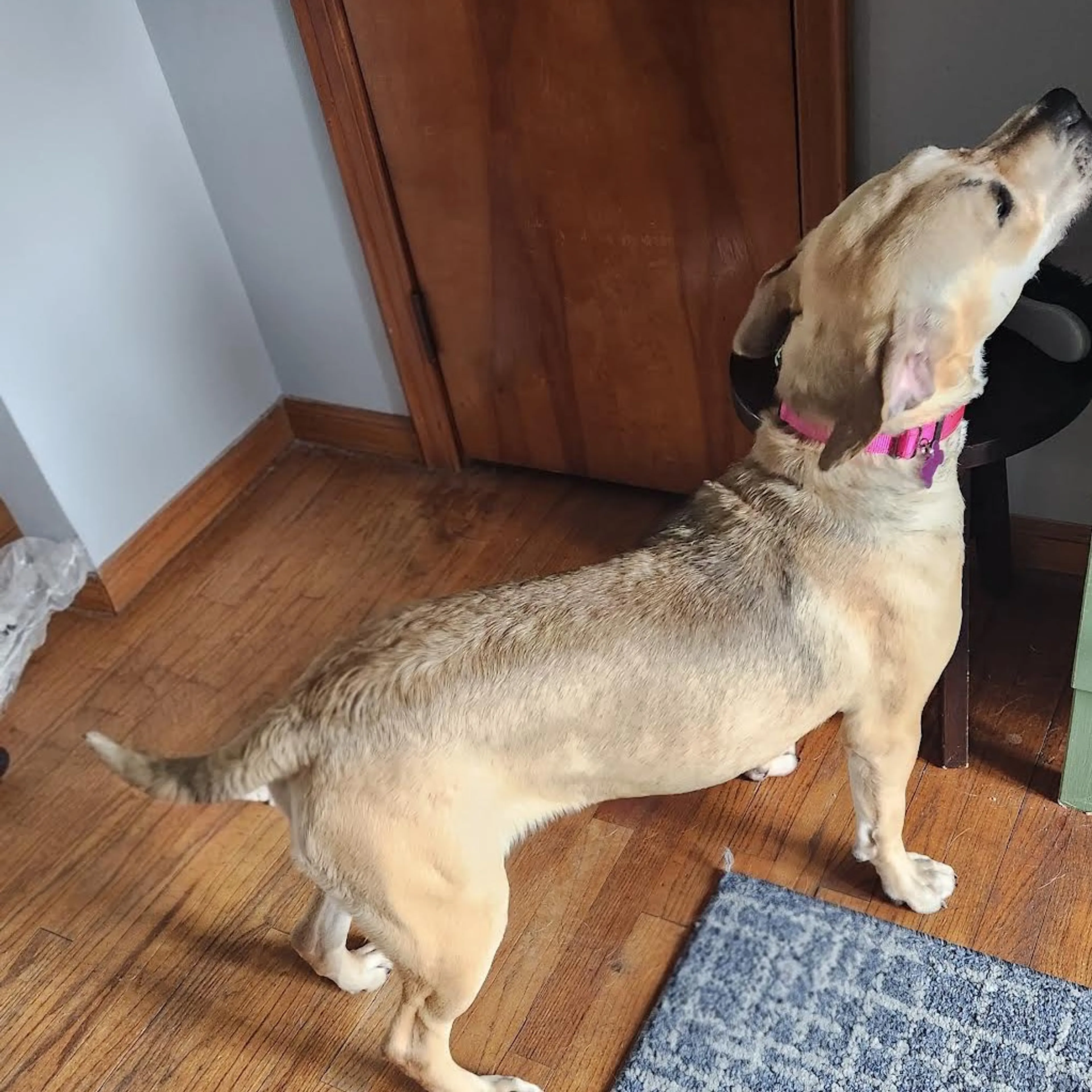 Found pet-3