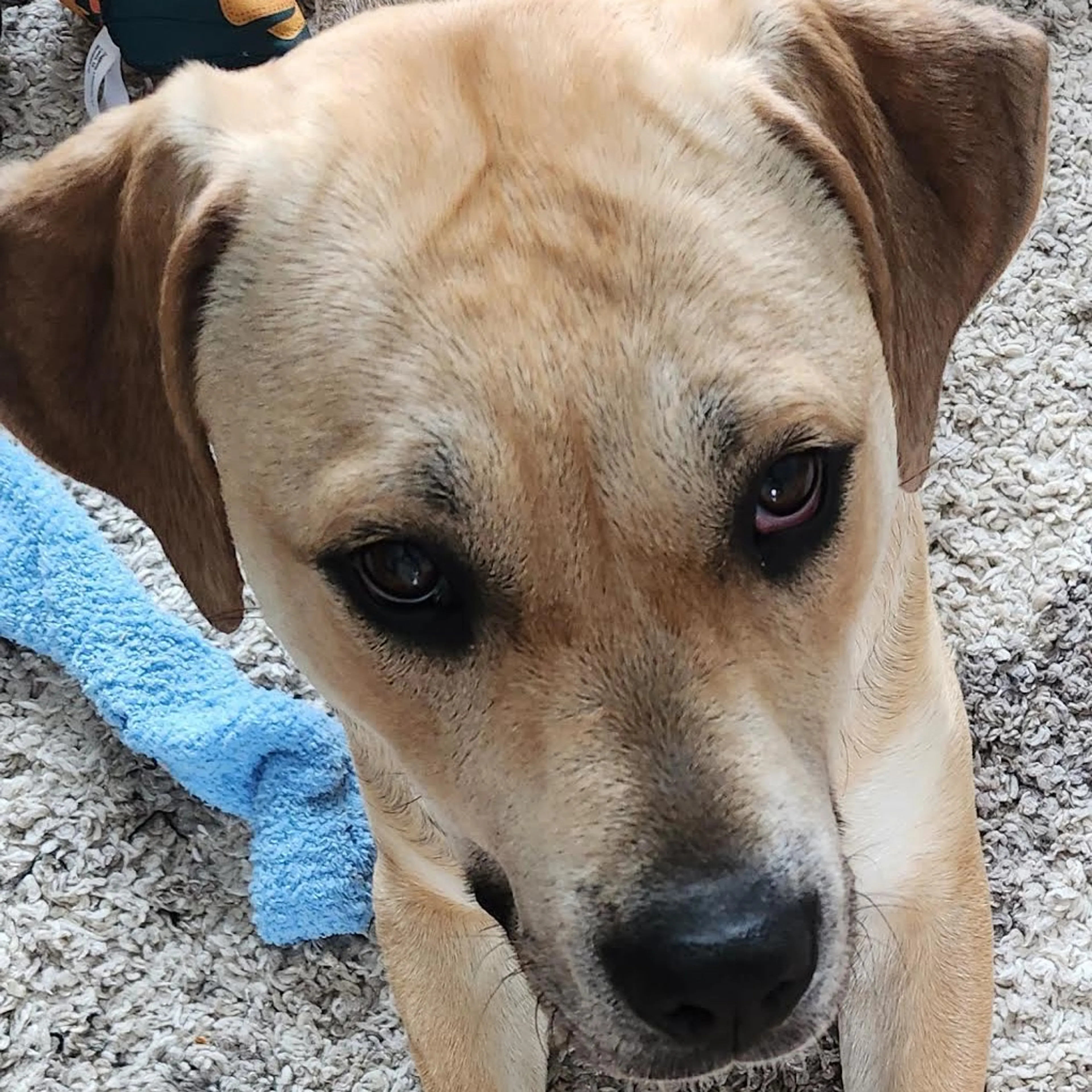 Found pet-5