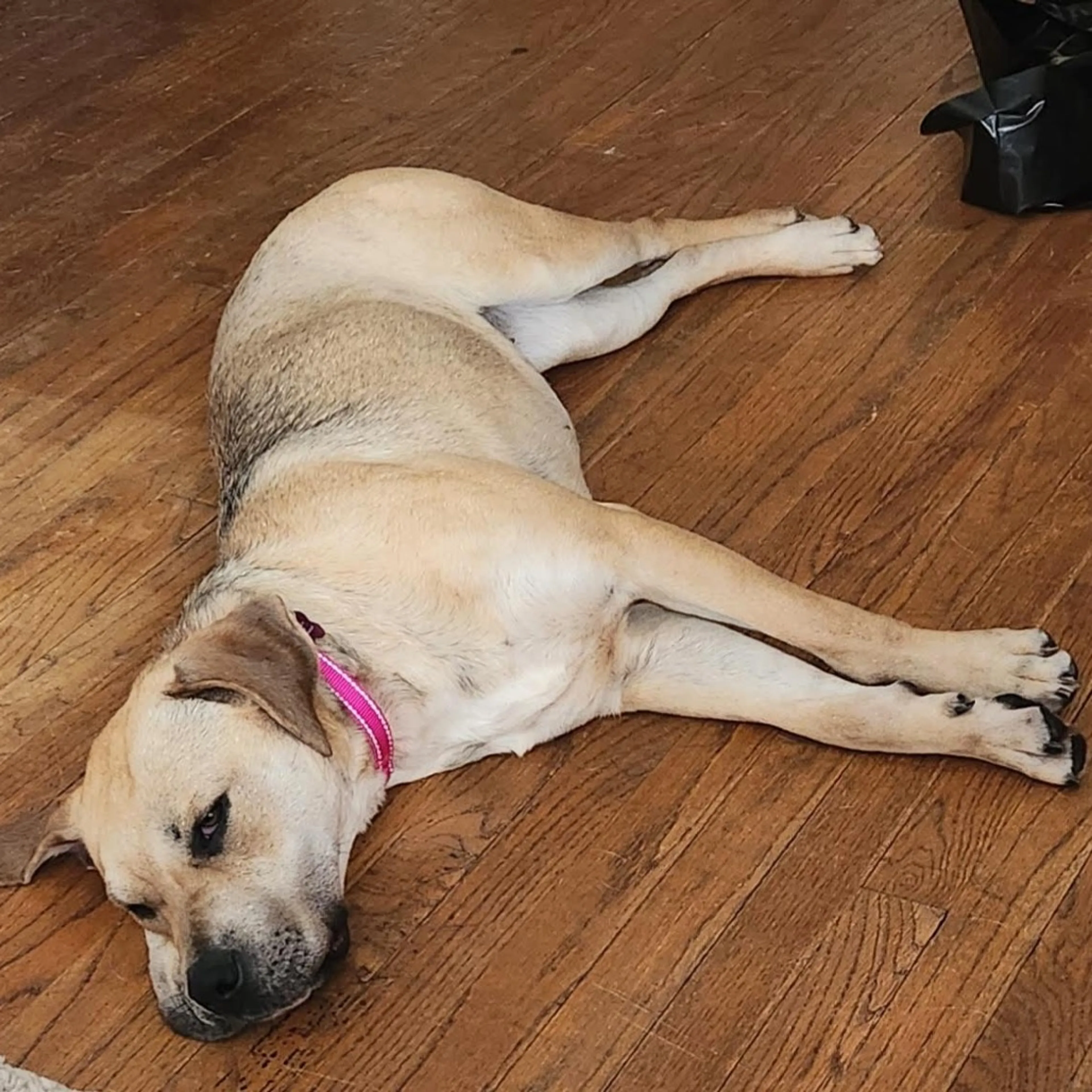 Found pet-4