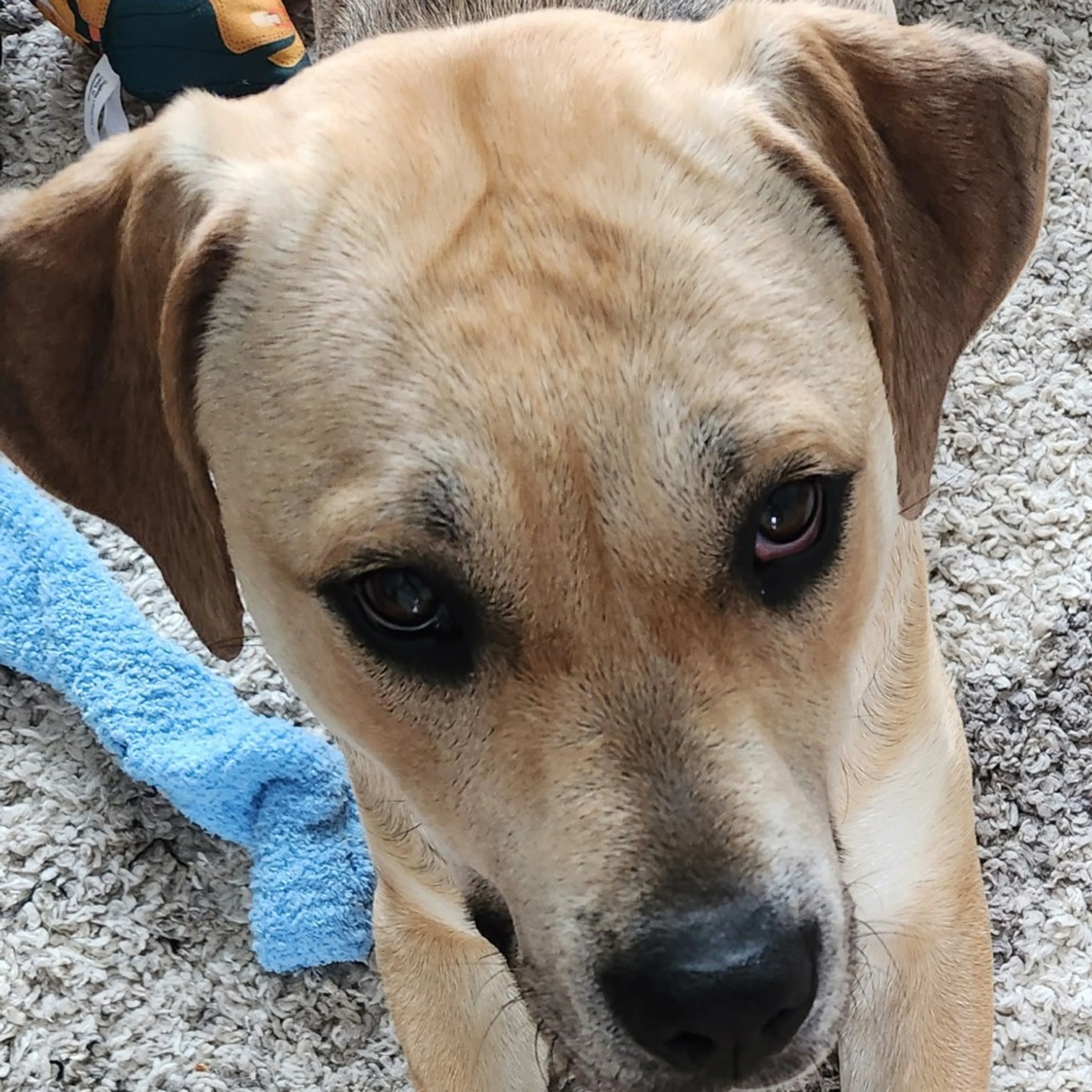 Found pet-1