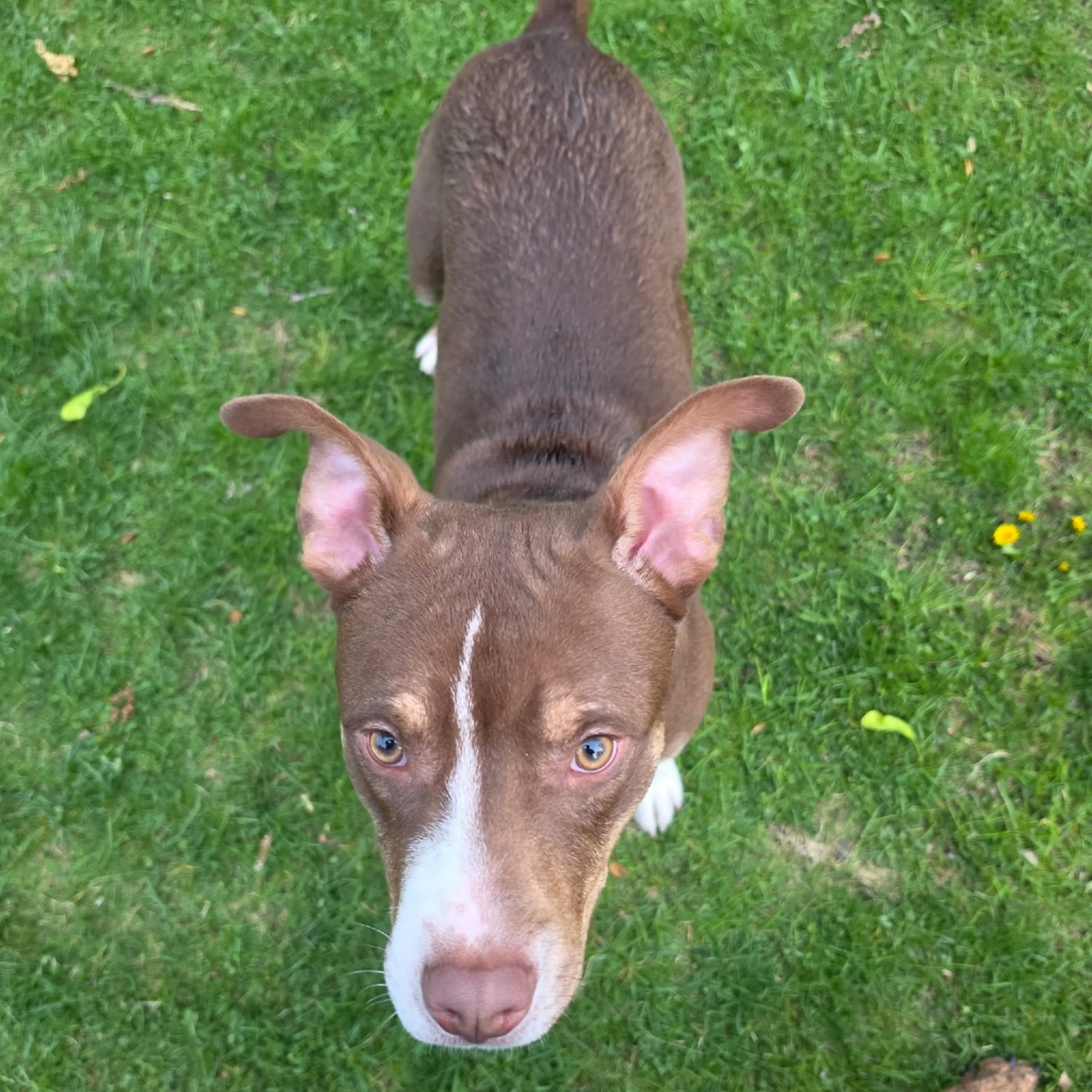 Found pet-3
