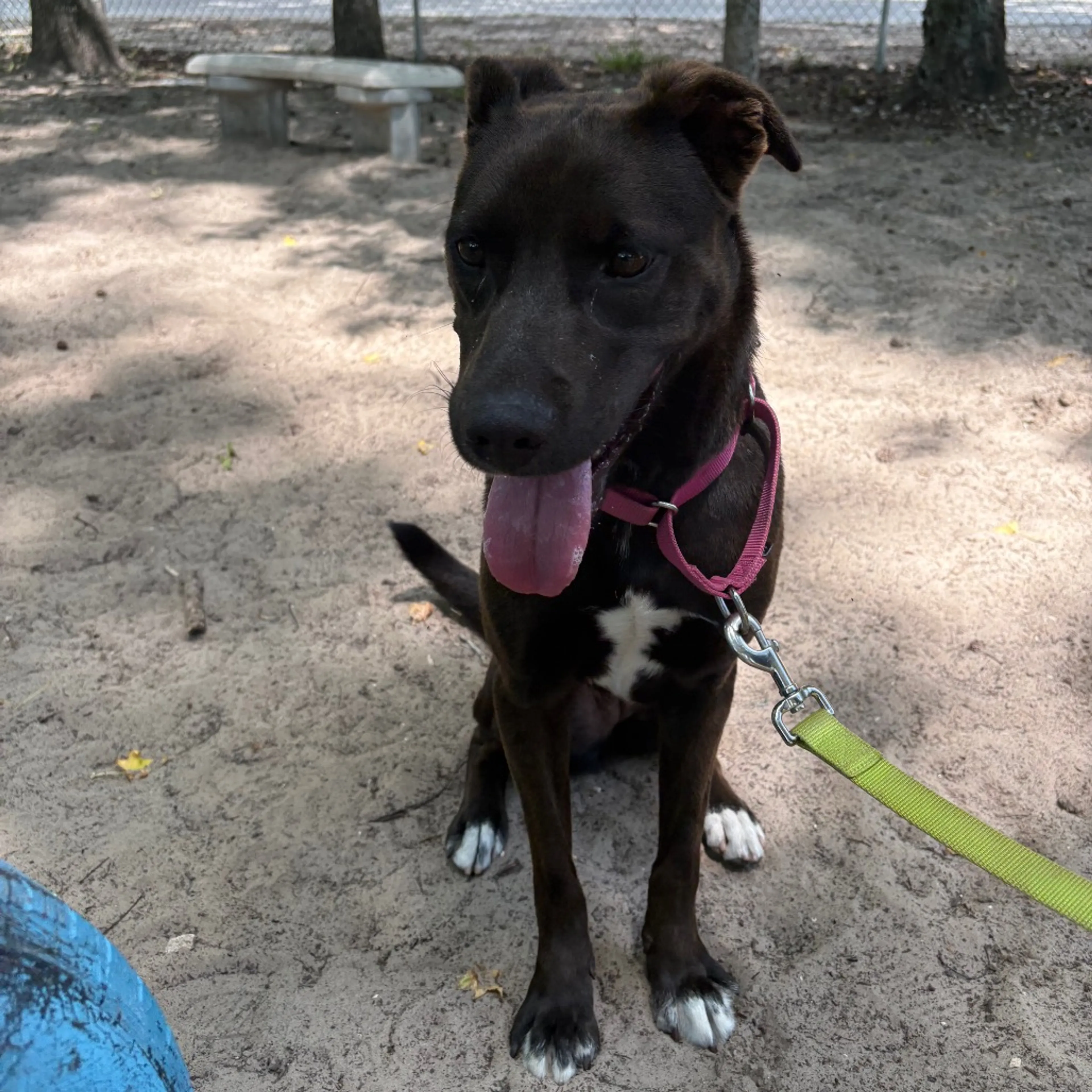 Found pet-1