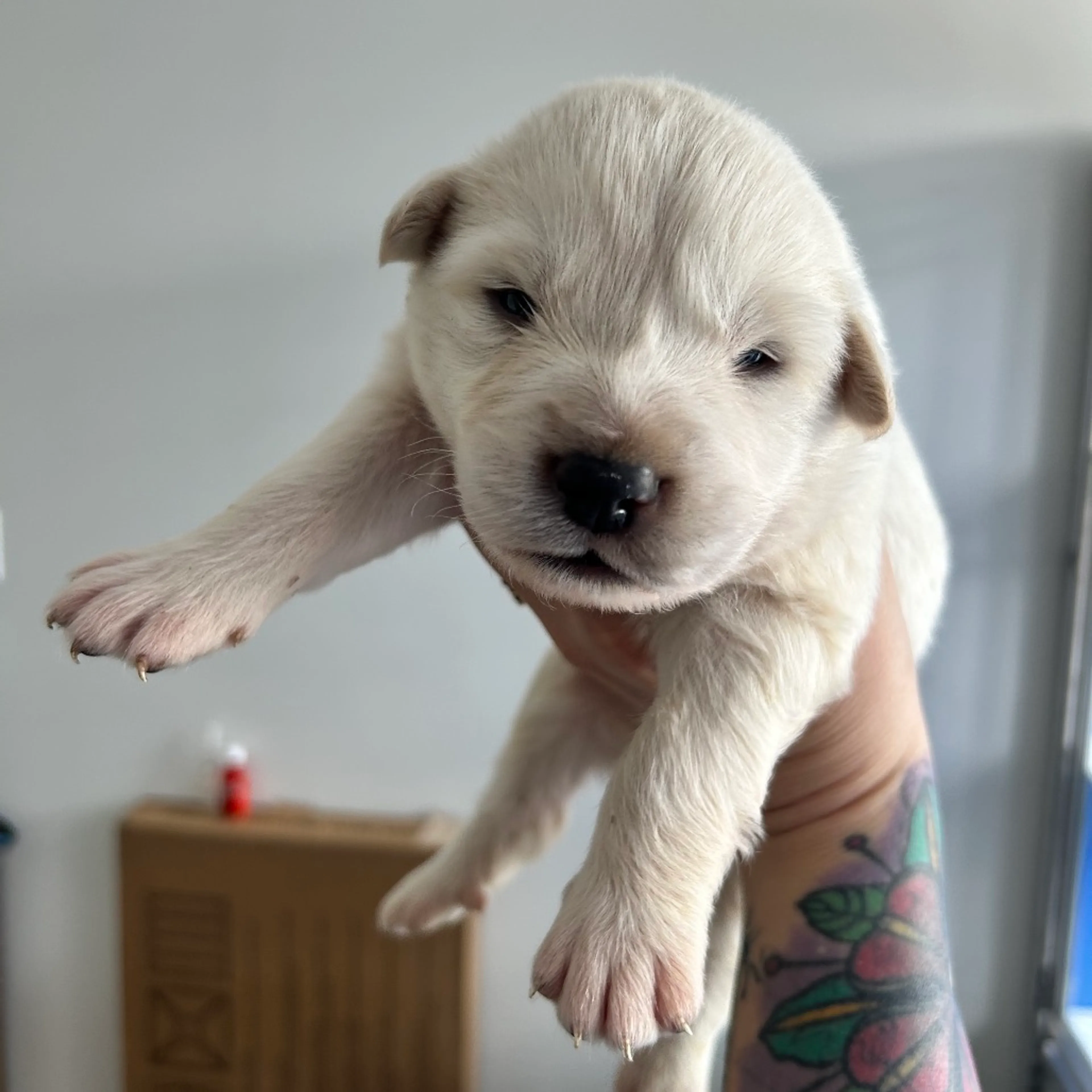 Found pet-1
