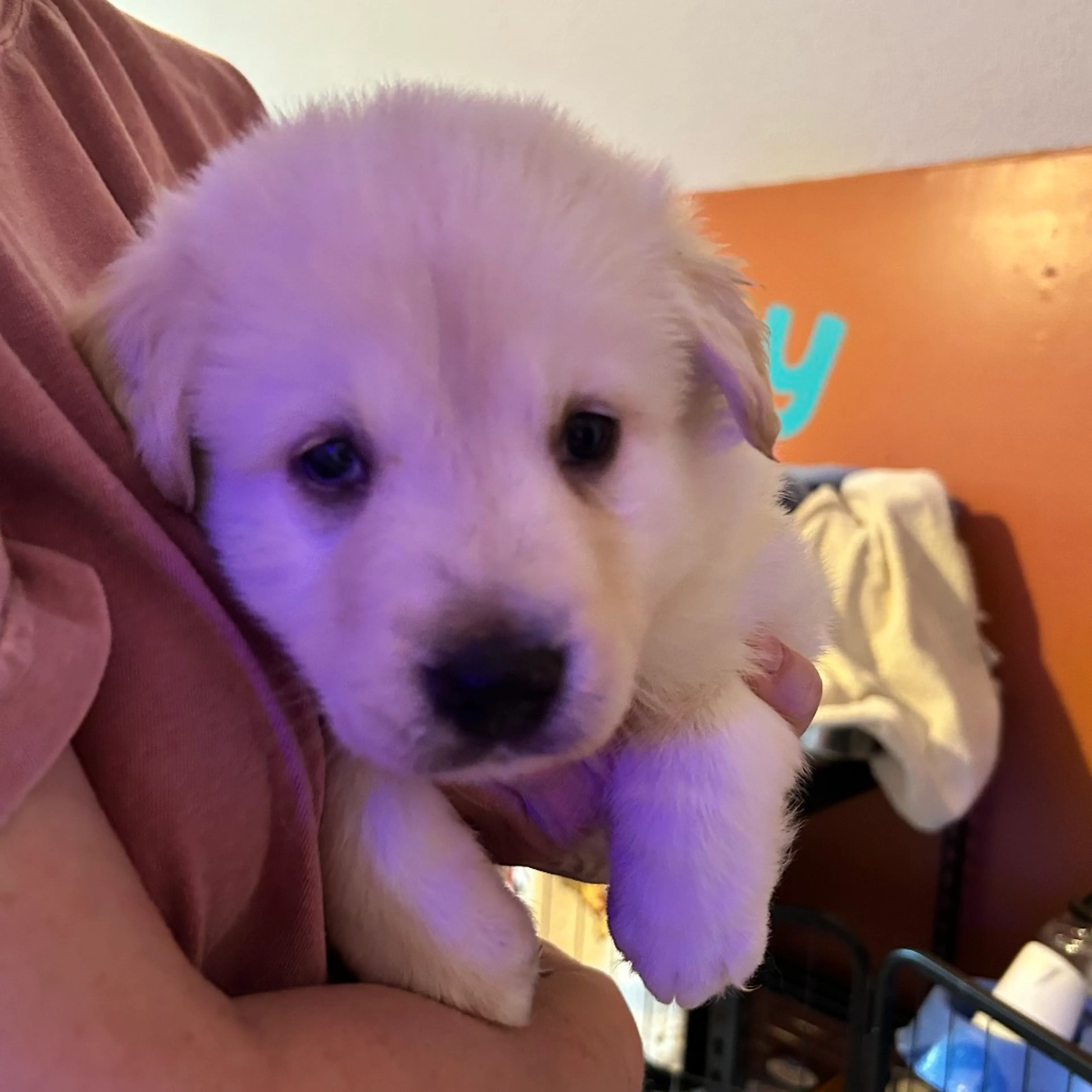 Found pet-2
