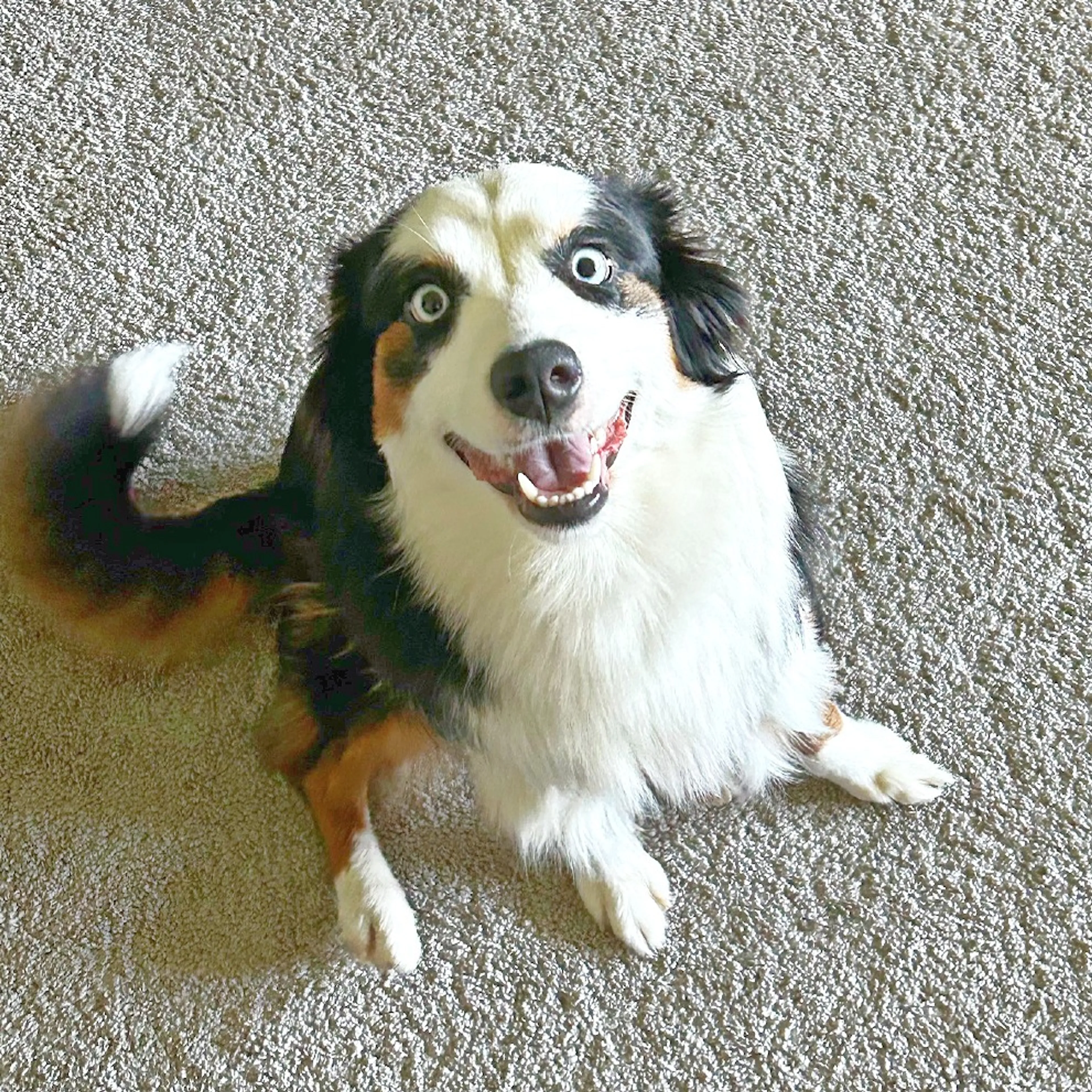 Found pet-2