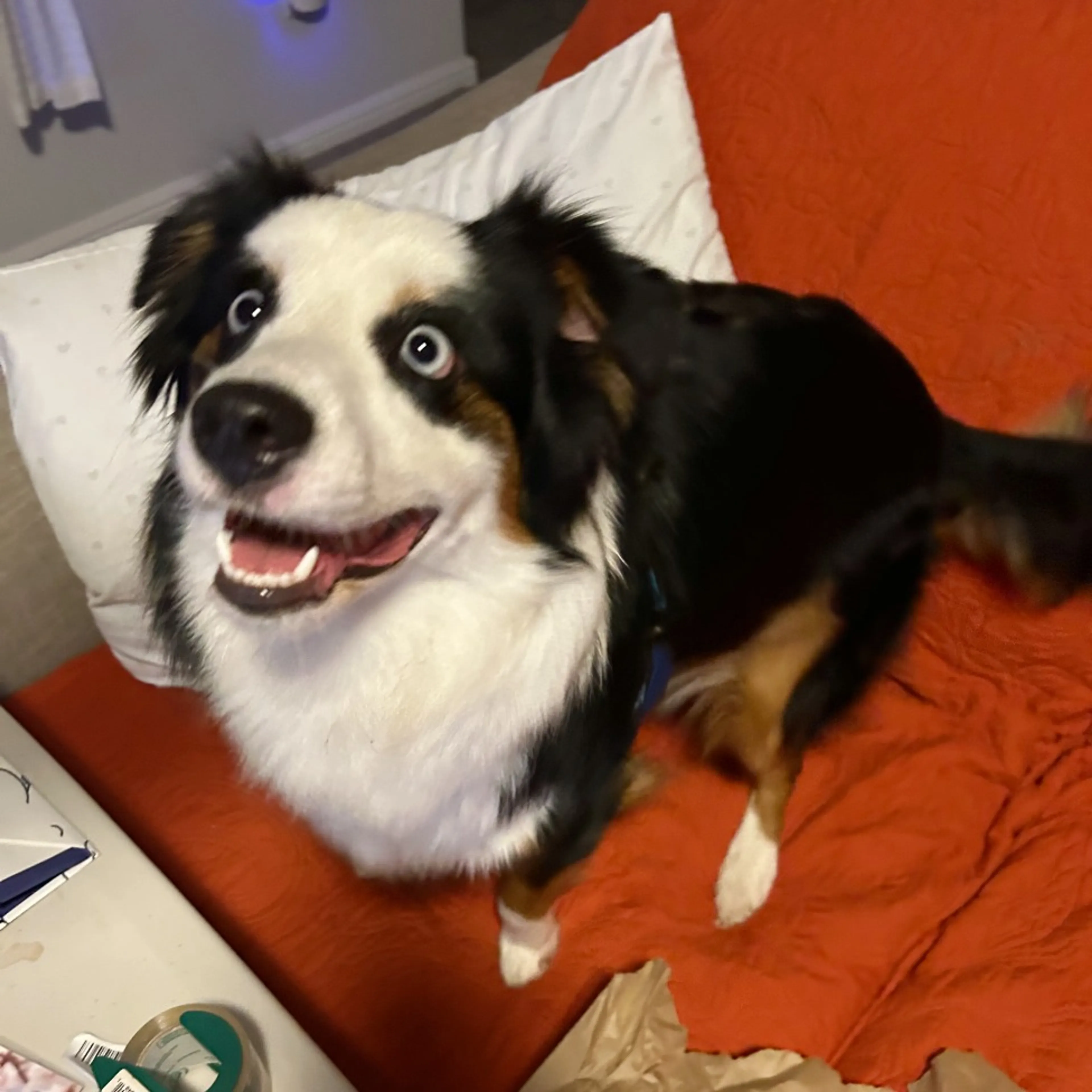 Found pet-1