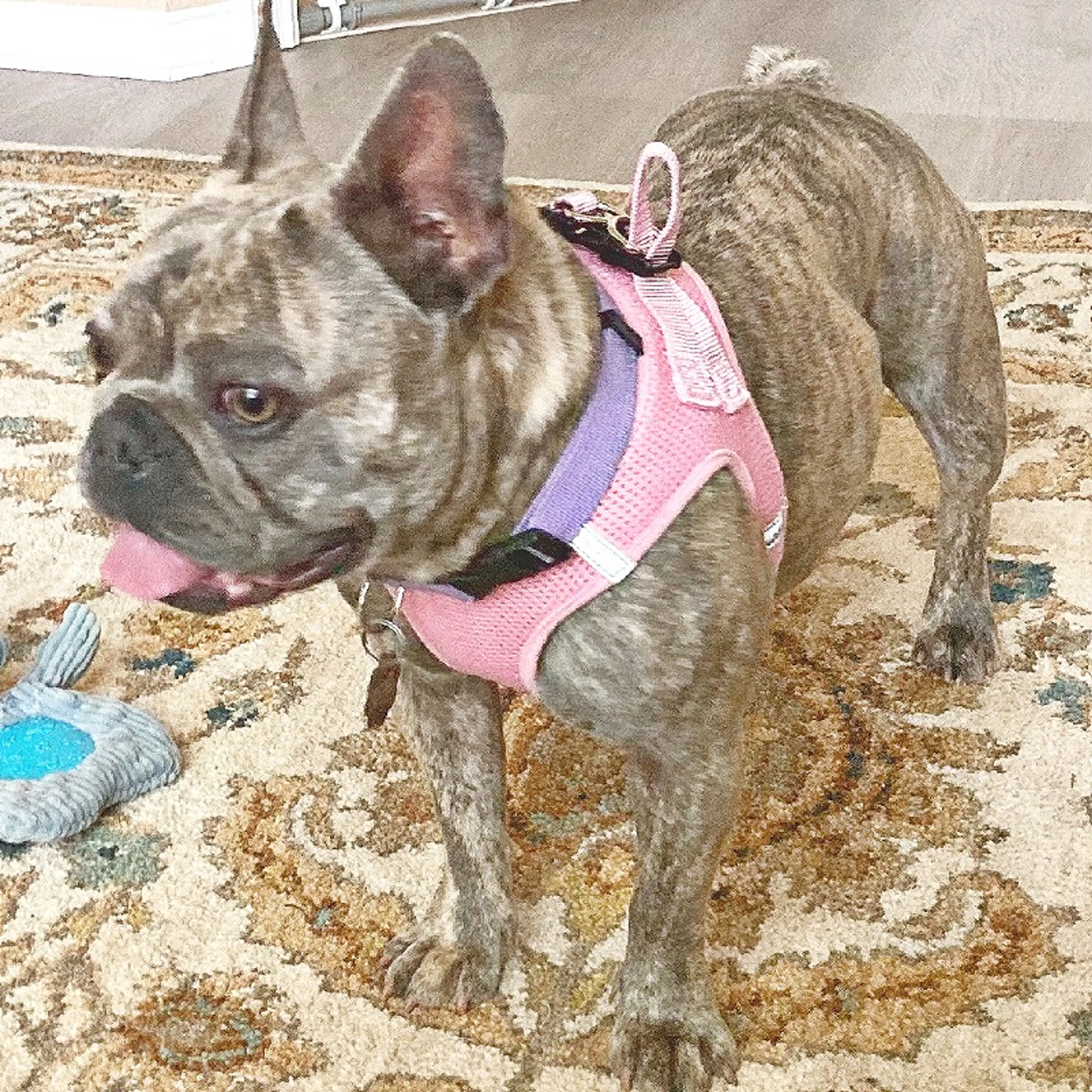 Found pet-2