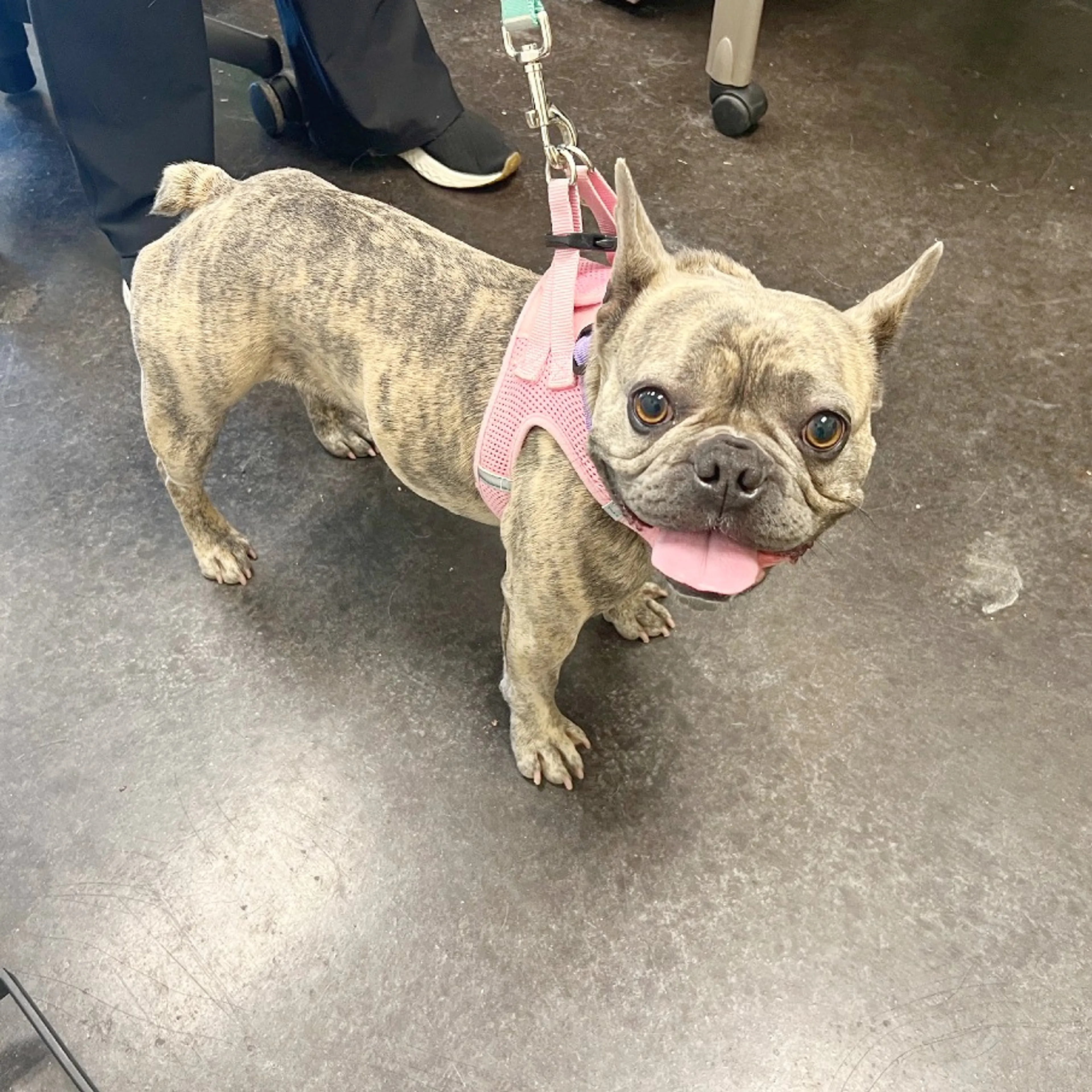 Found pet-1