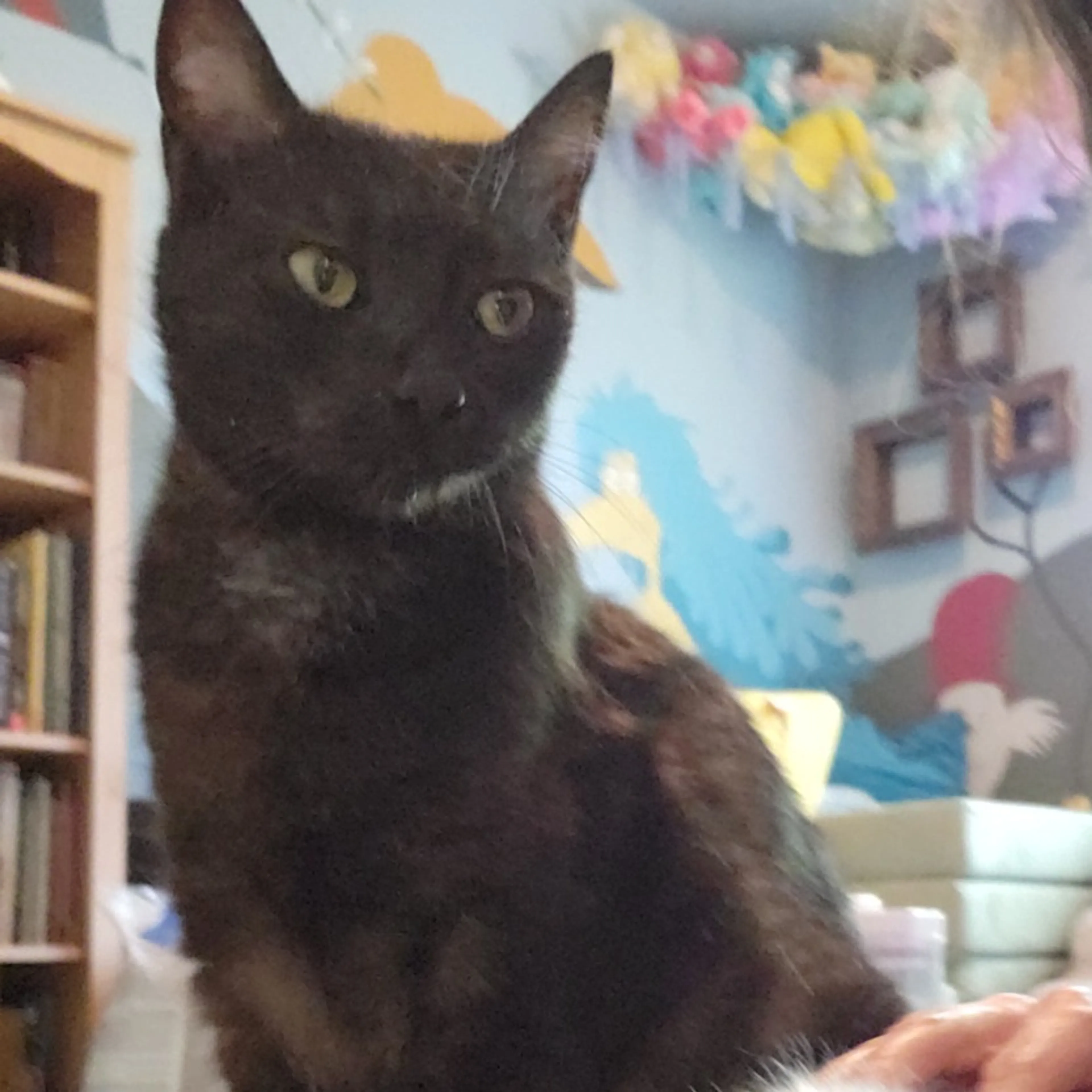 Found pet-1