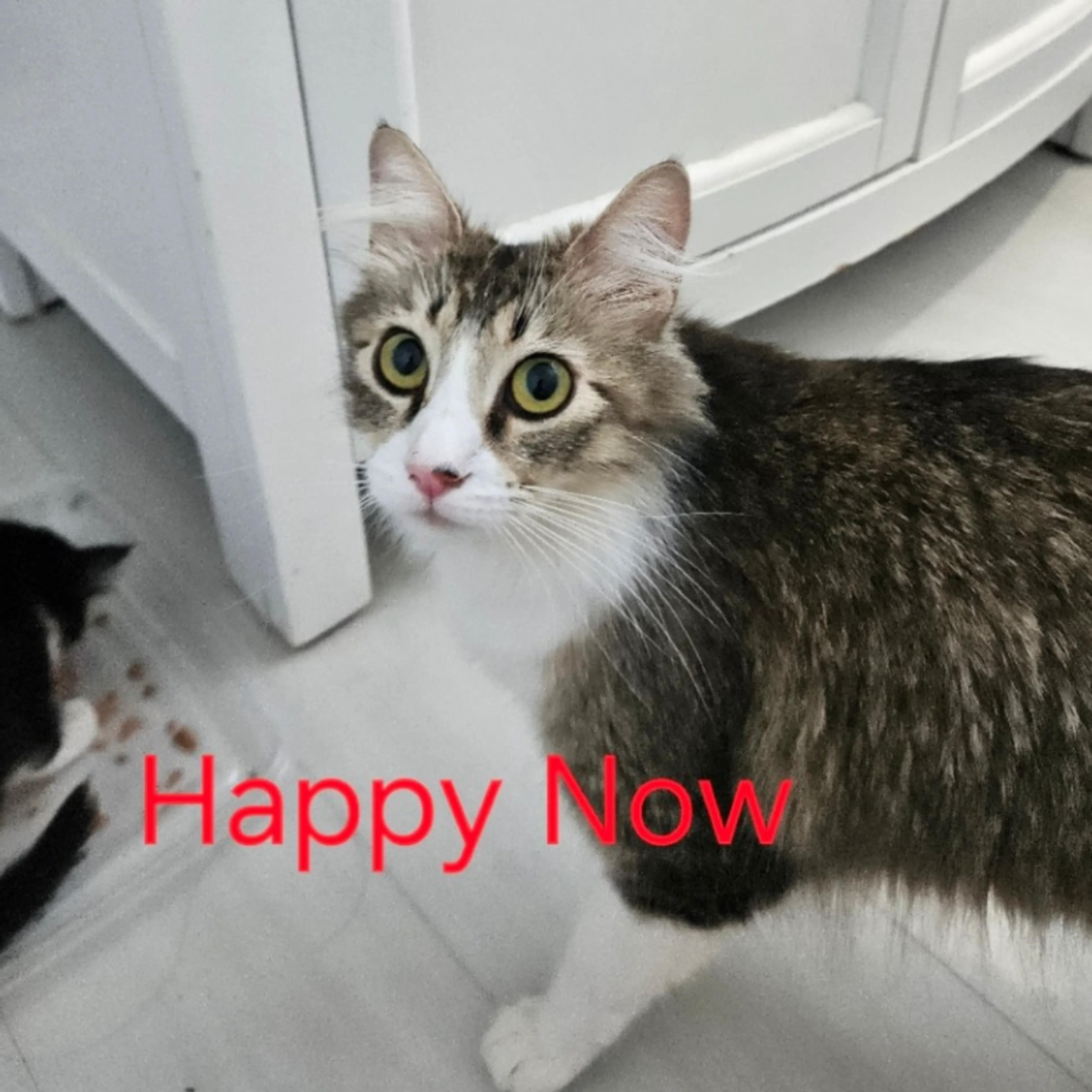 Found pet