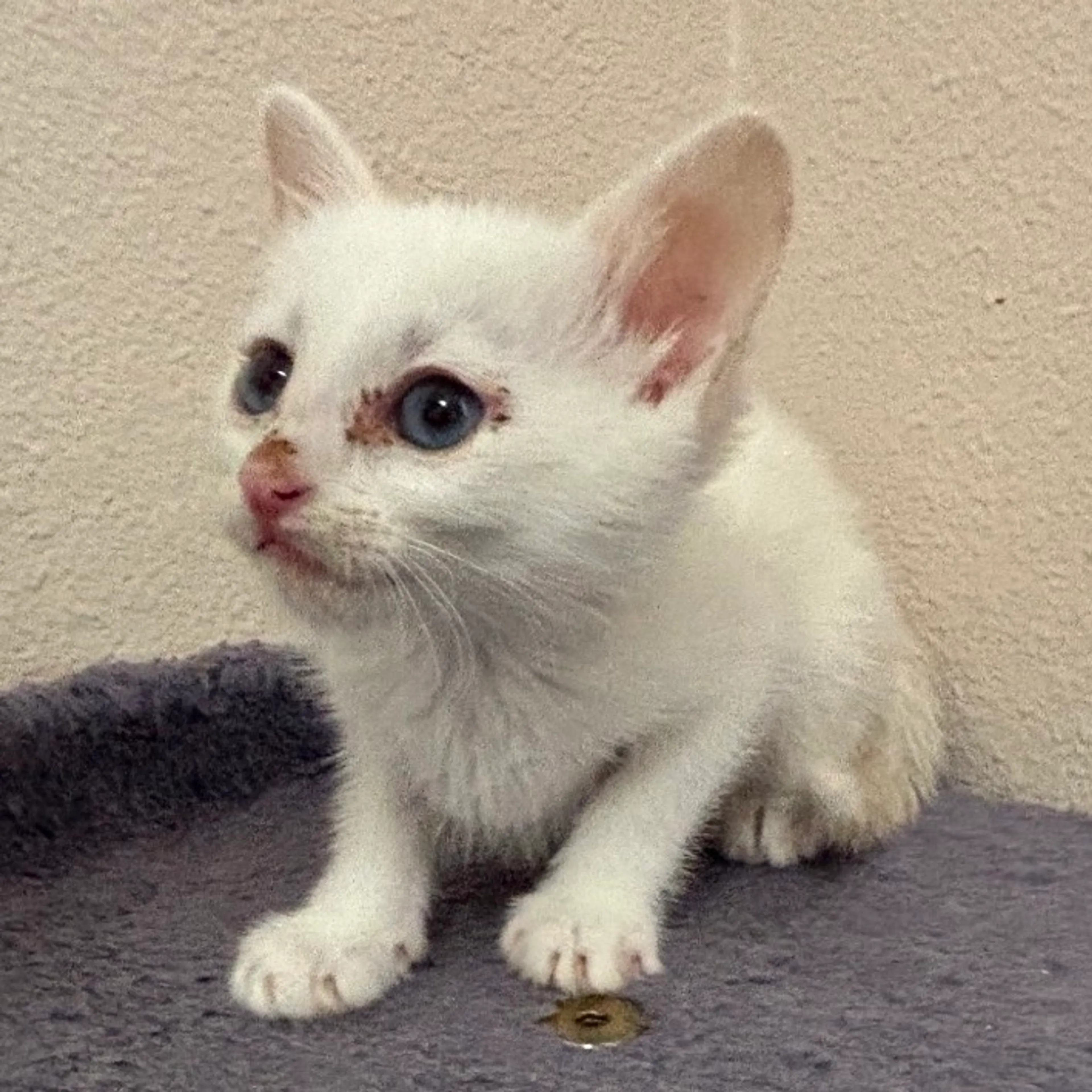 Found pet-0