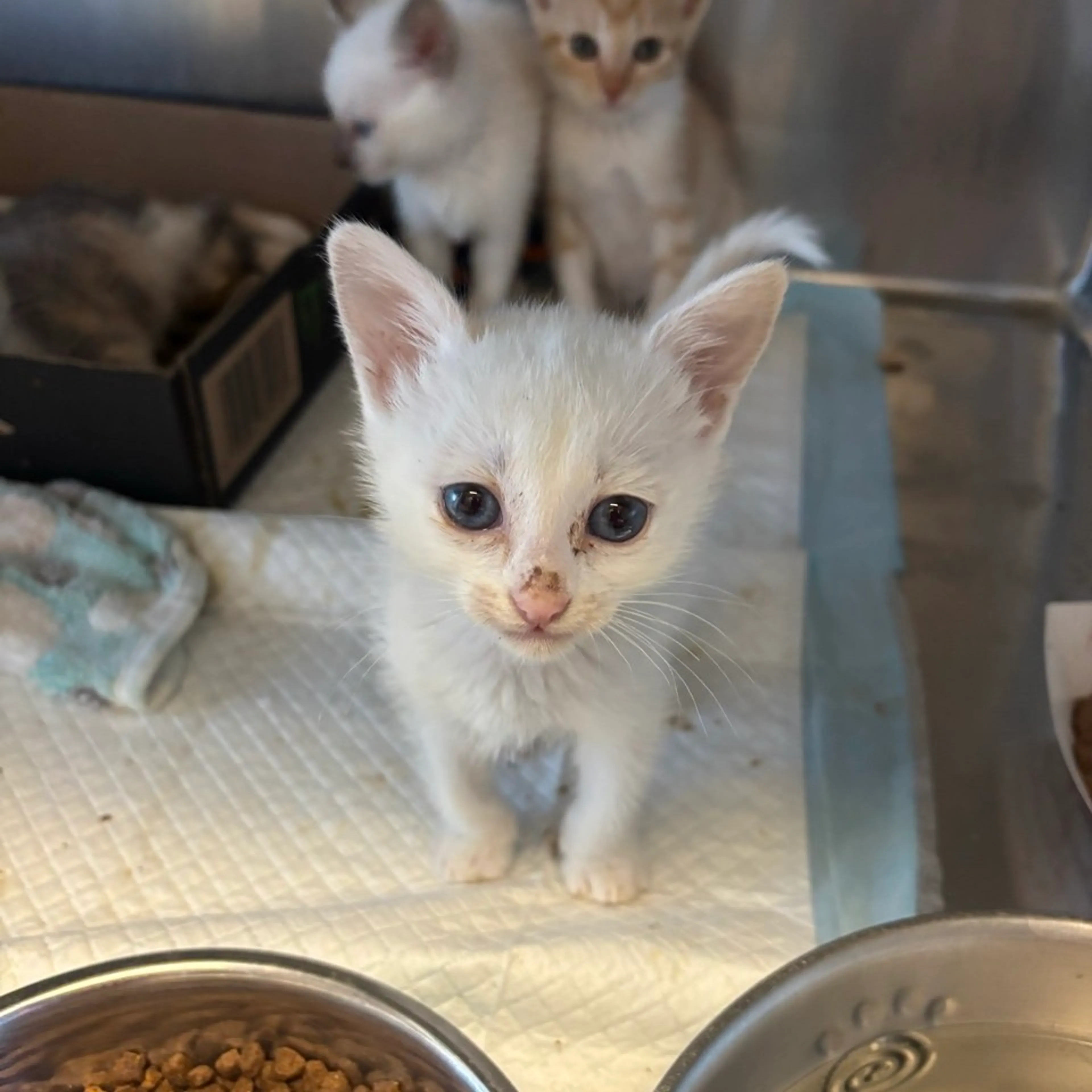 Found pet-1