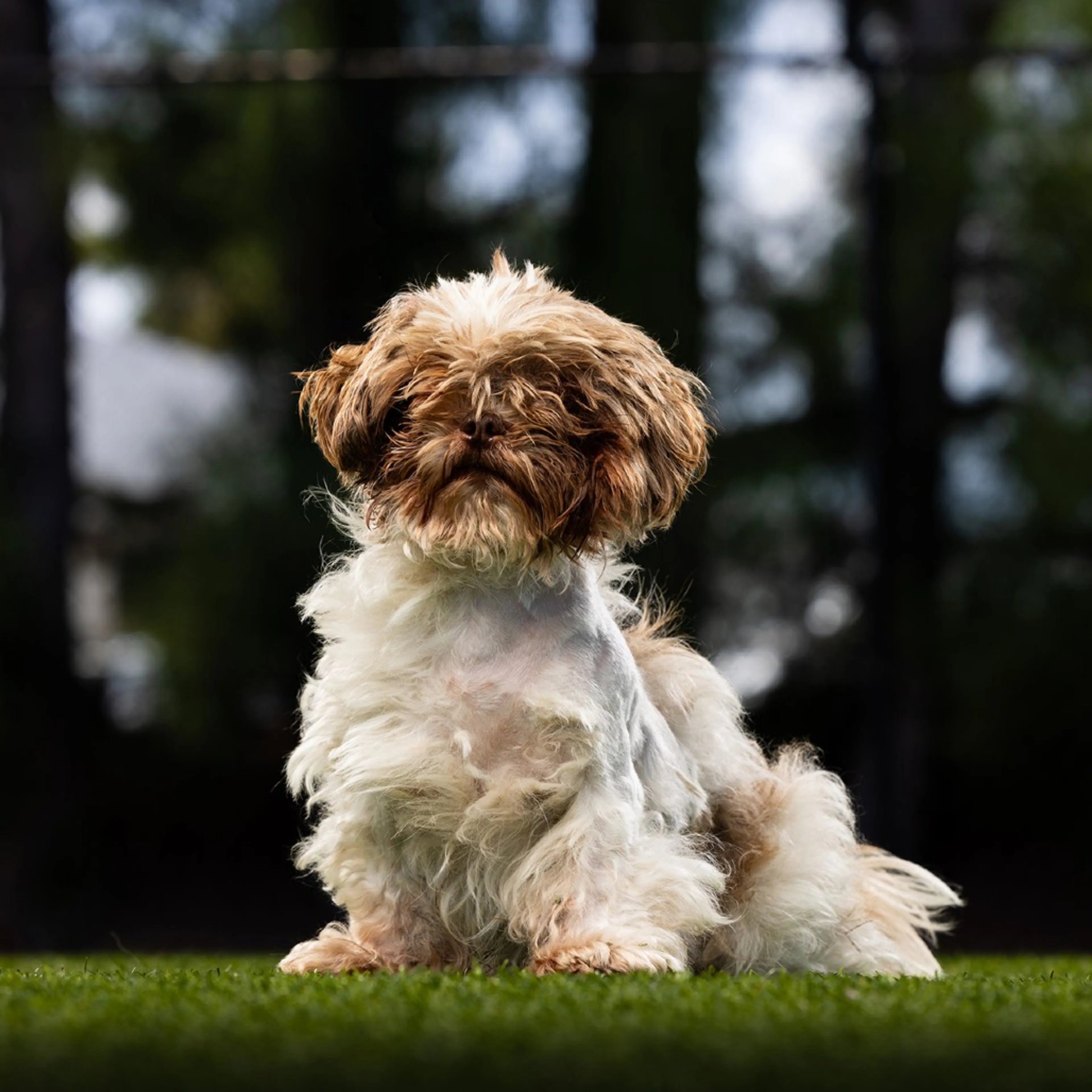 Found pet-3