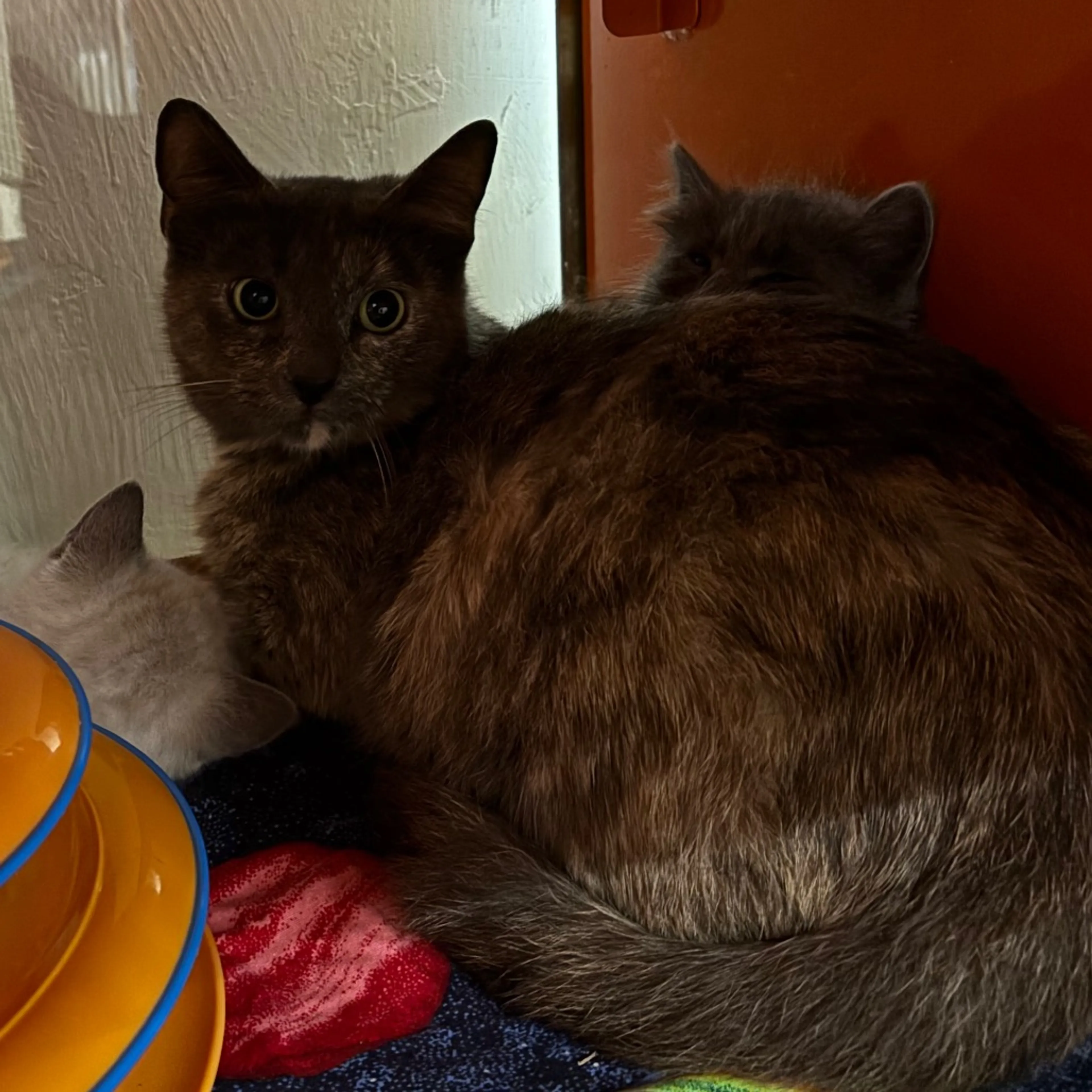 Found pet-1