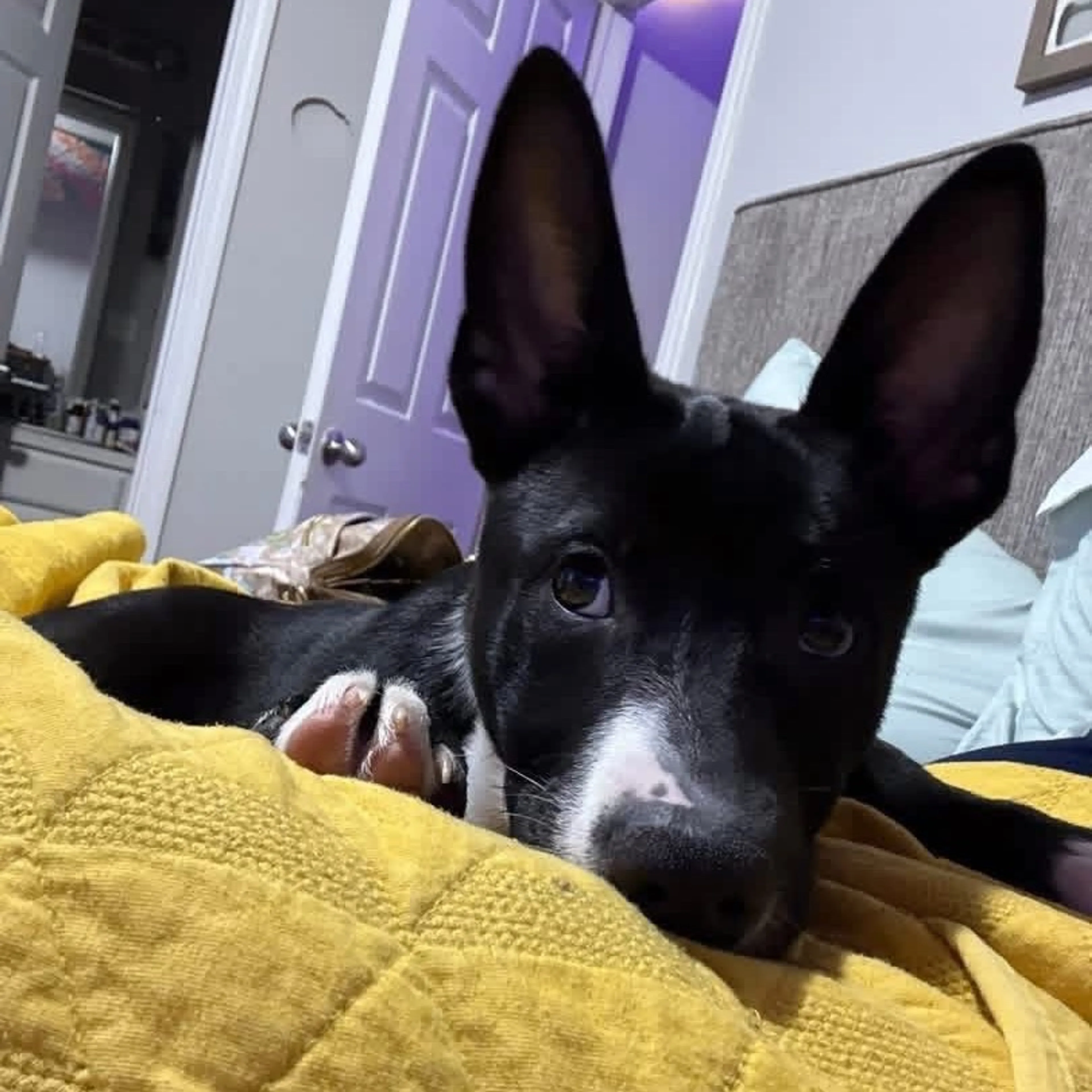 Found pet