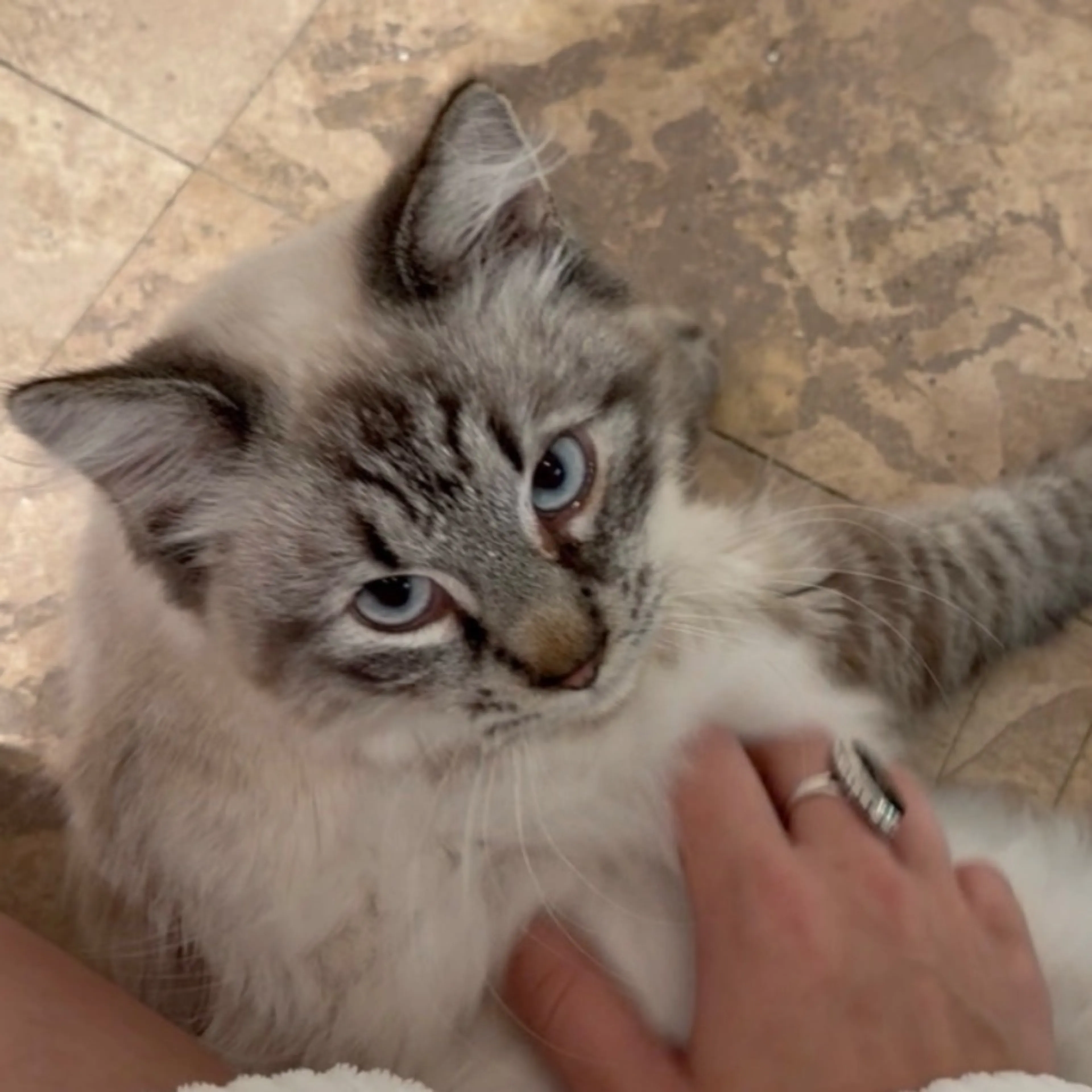 Lost pet