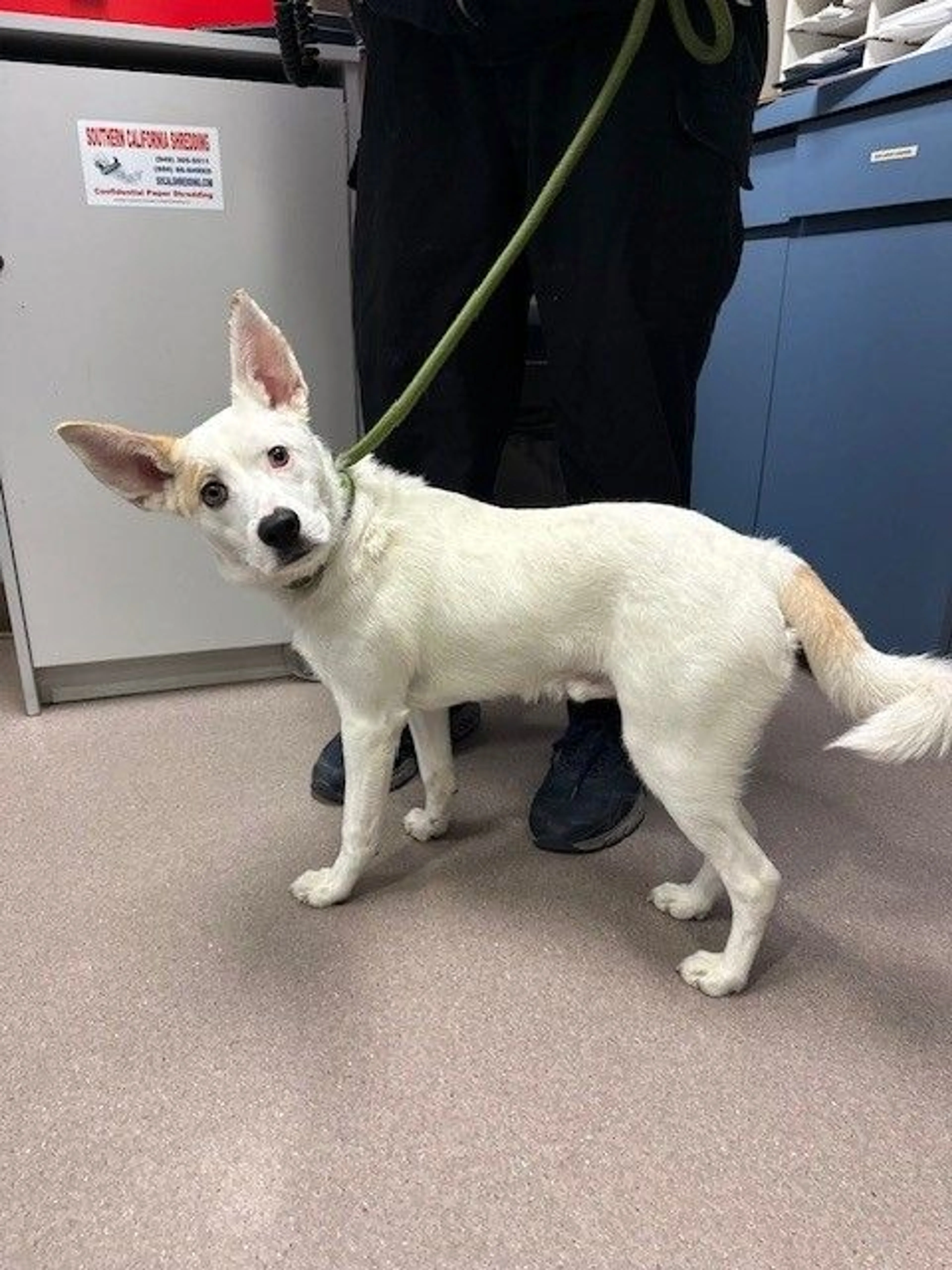 Found pet