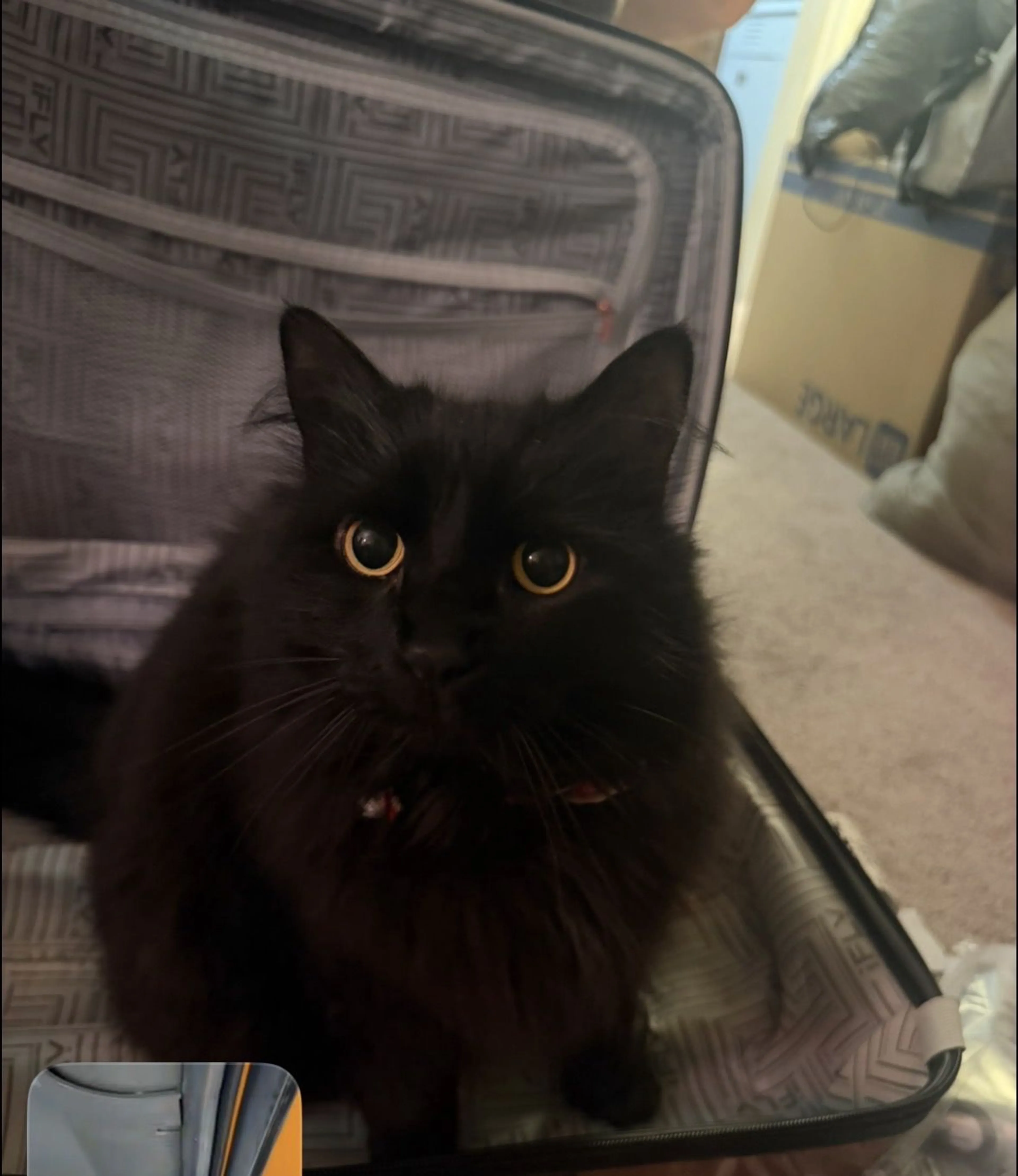 Lost pet-3