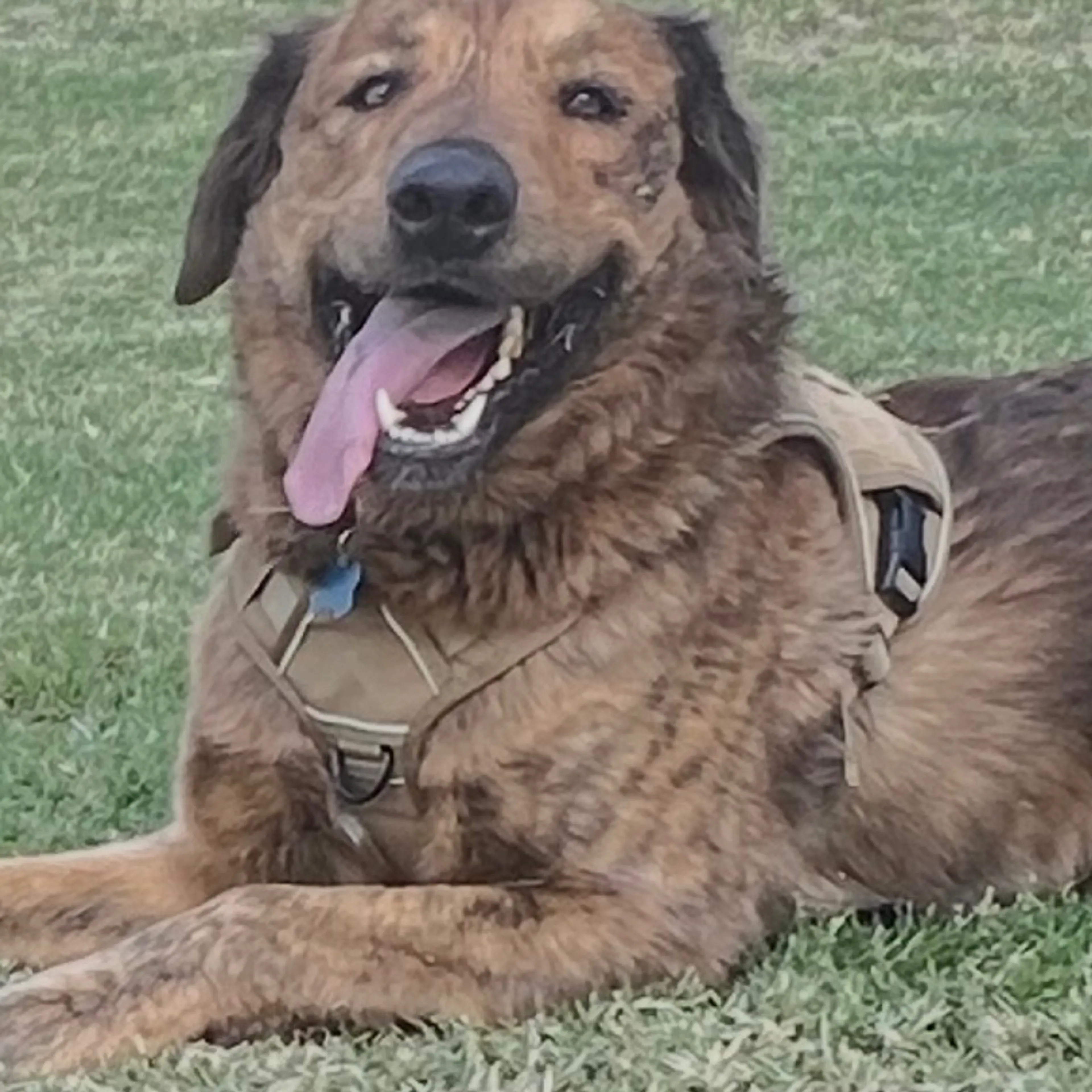 Lost pet-1