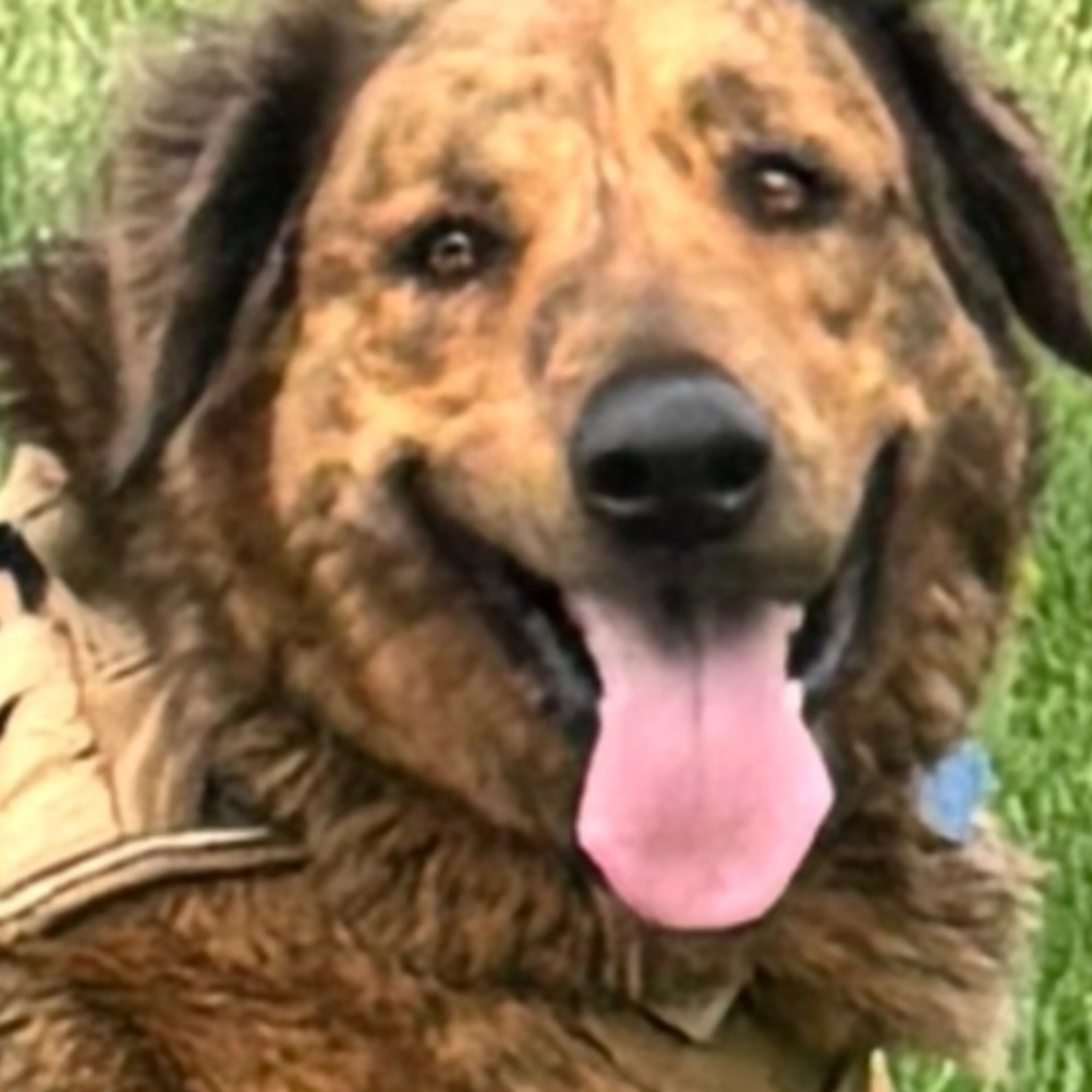 Lost pet-2