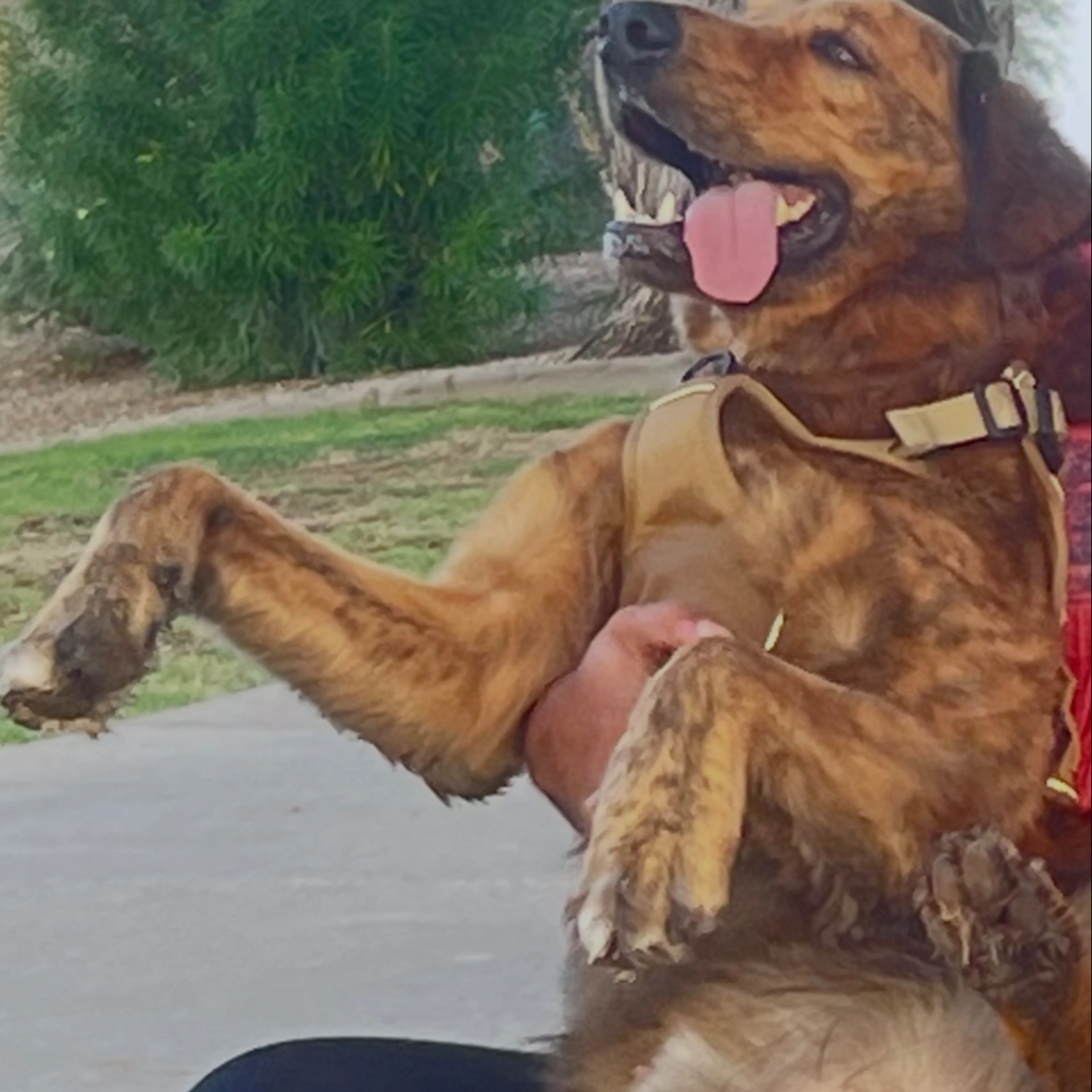 Lost pet-3