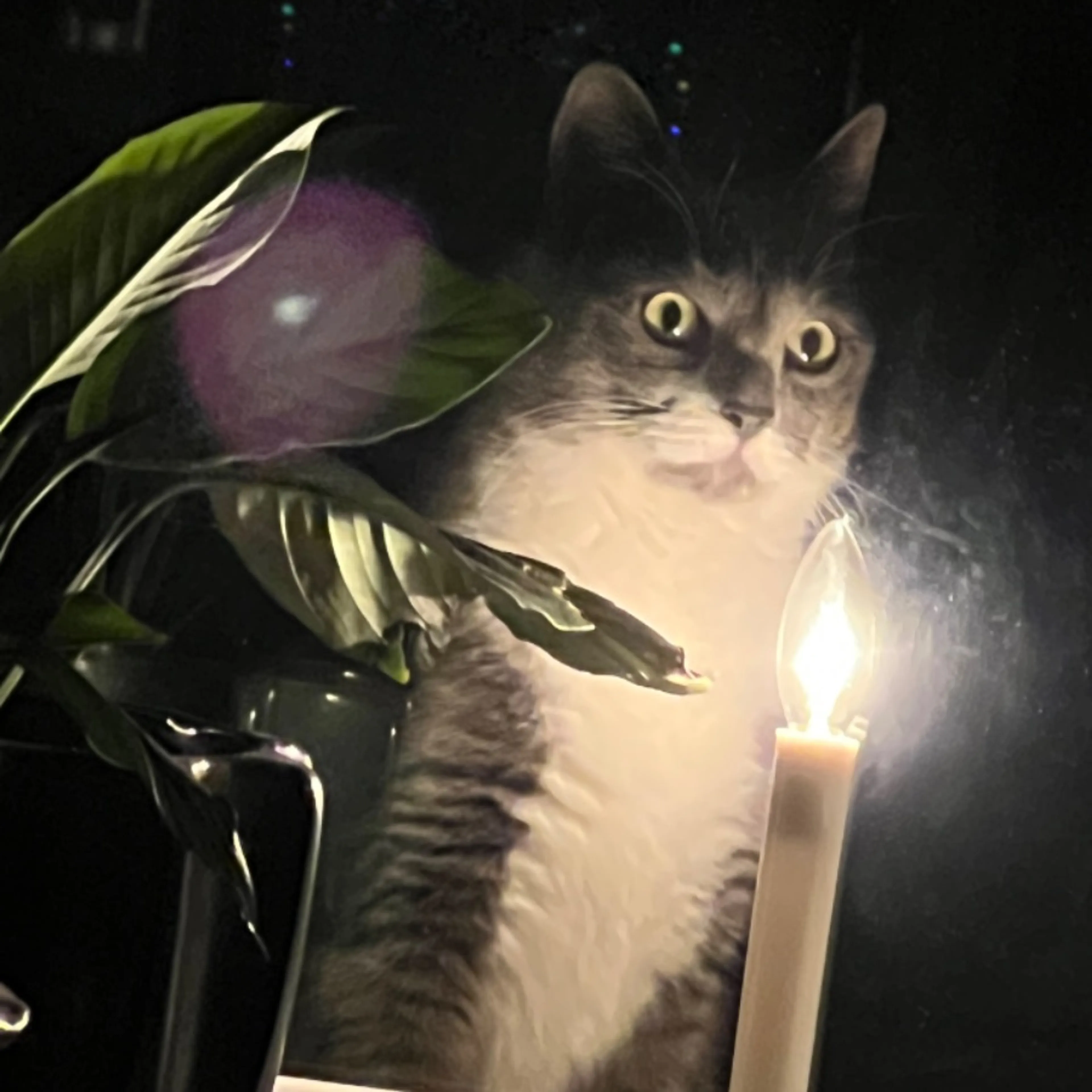 Lost pet