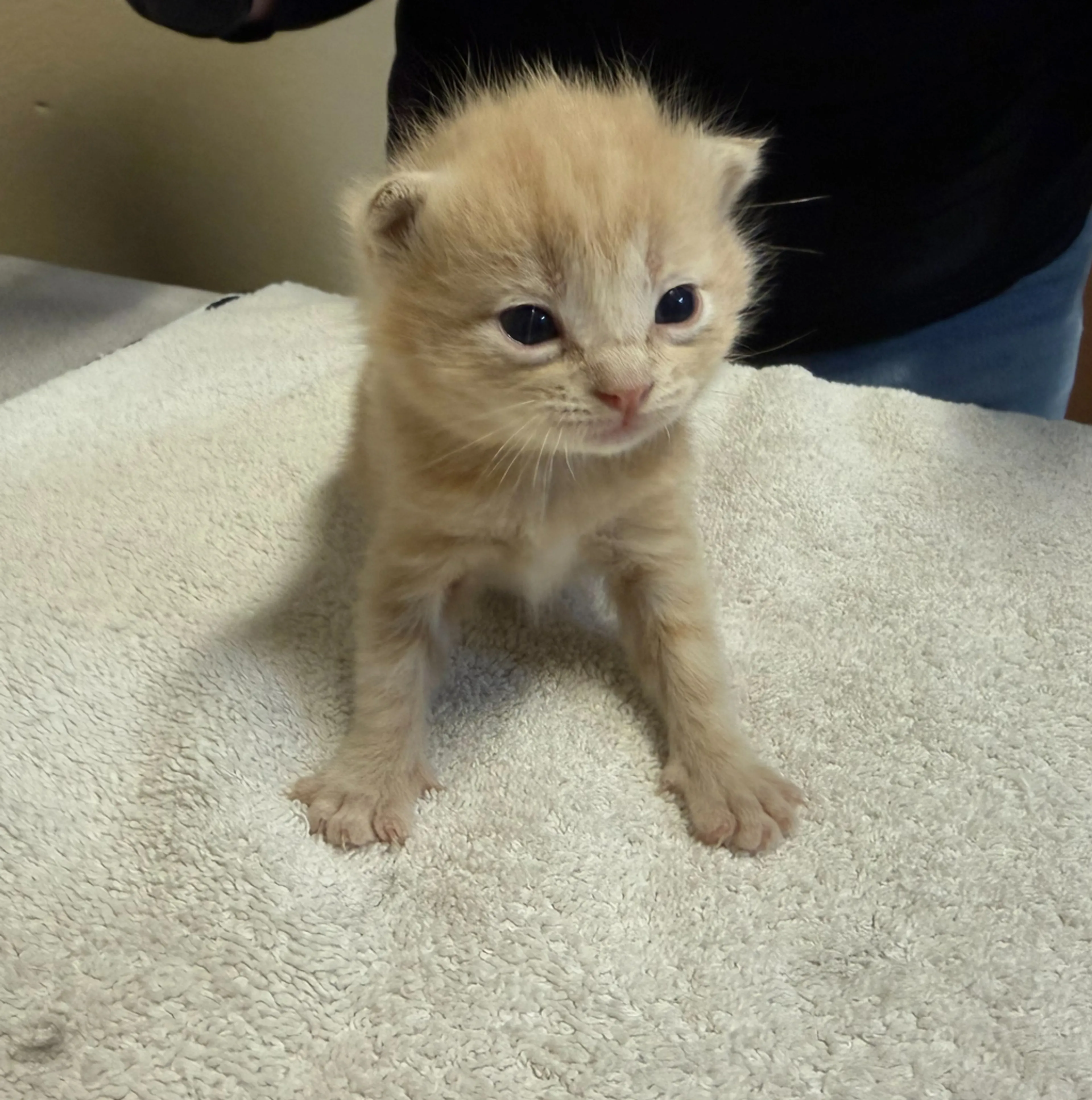 Found pet