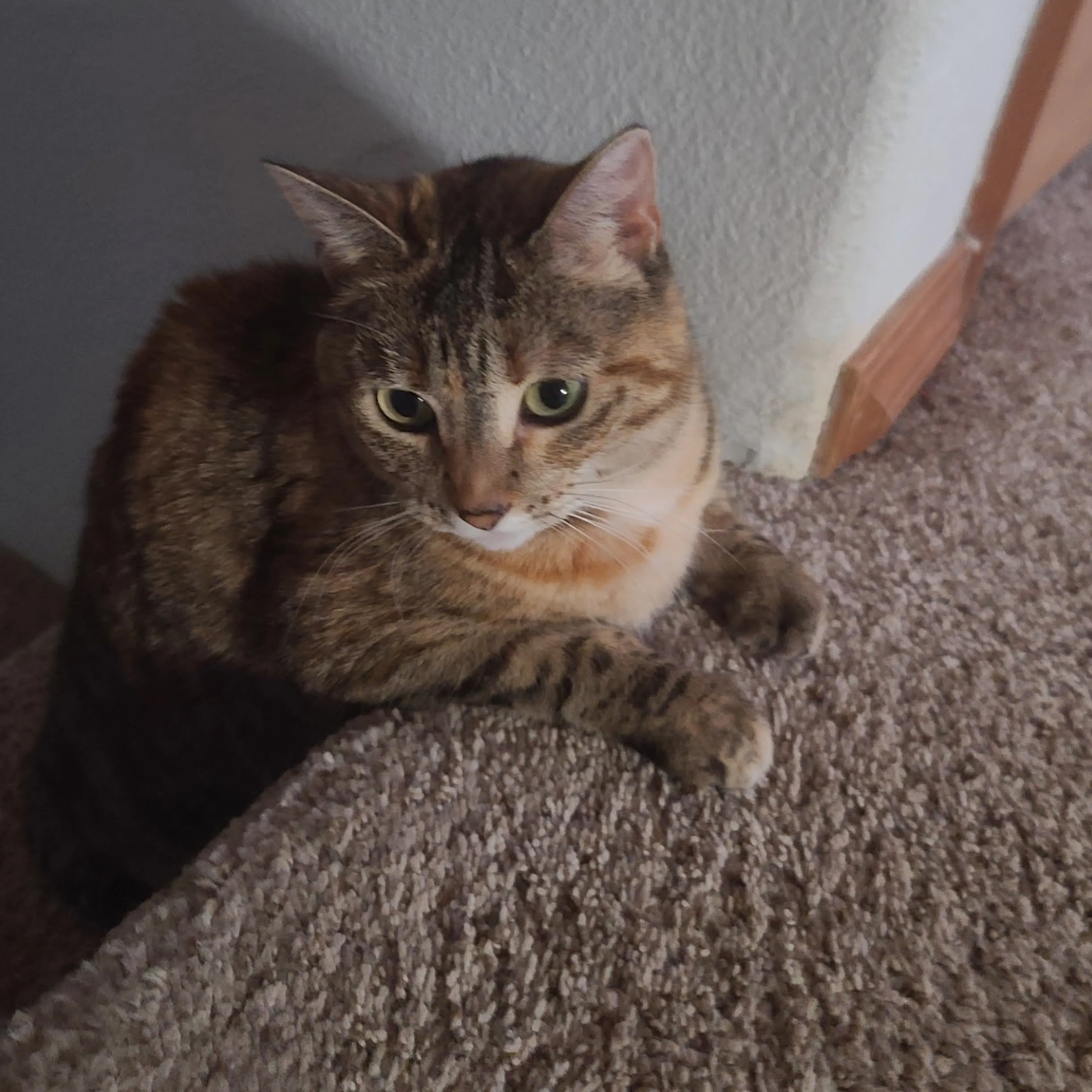 Lost pet-0