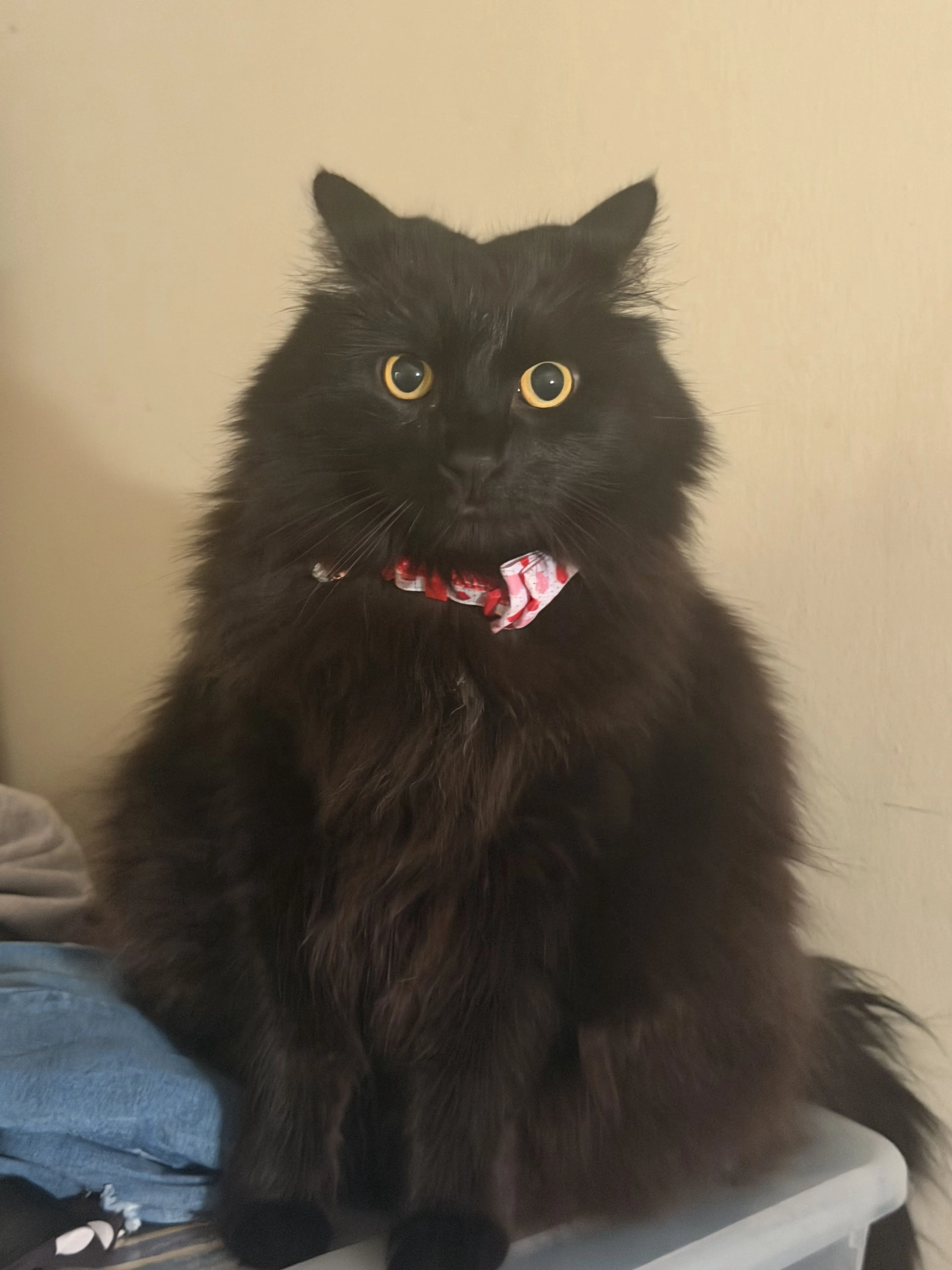 Lost pet-3