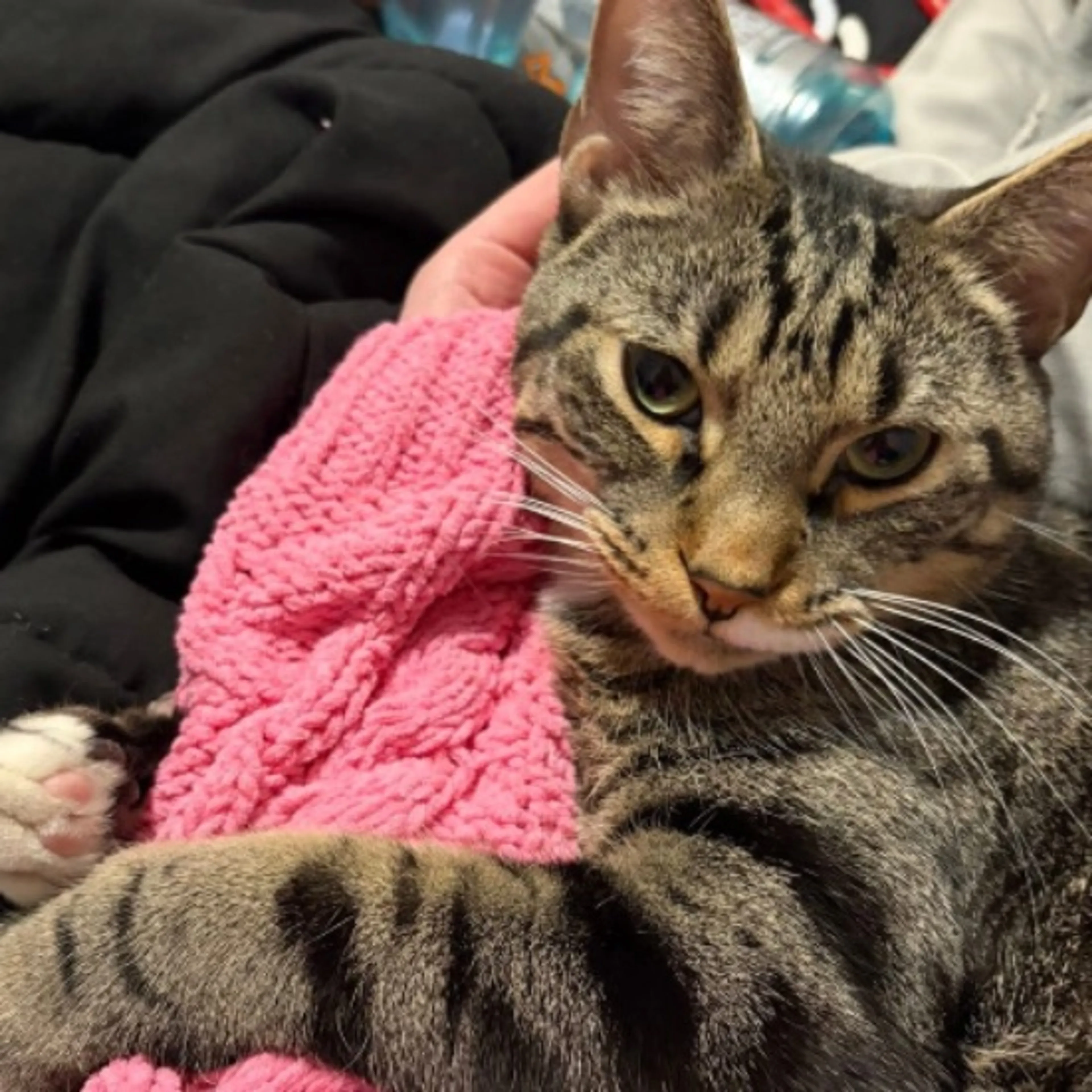 Lost pet