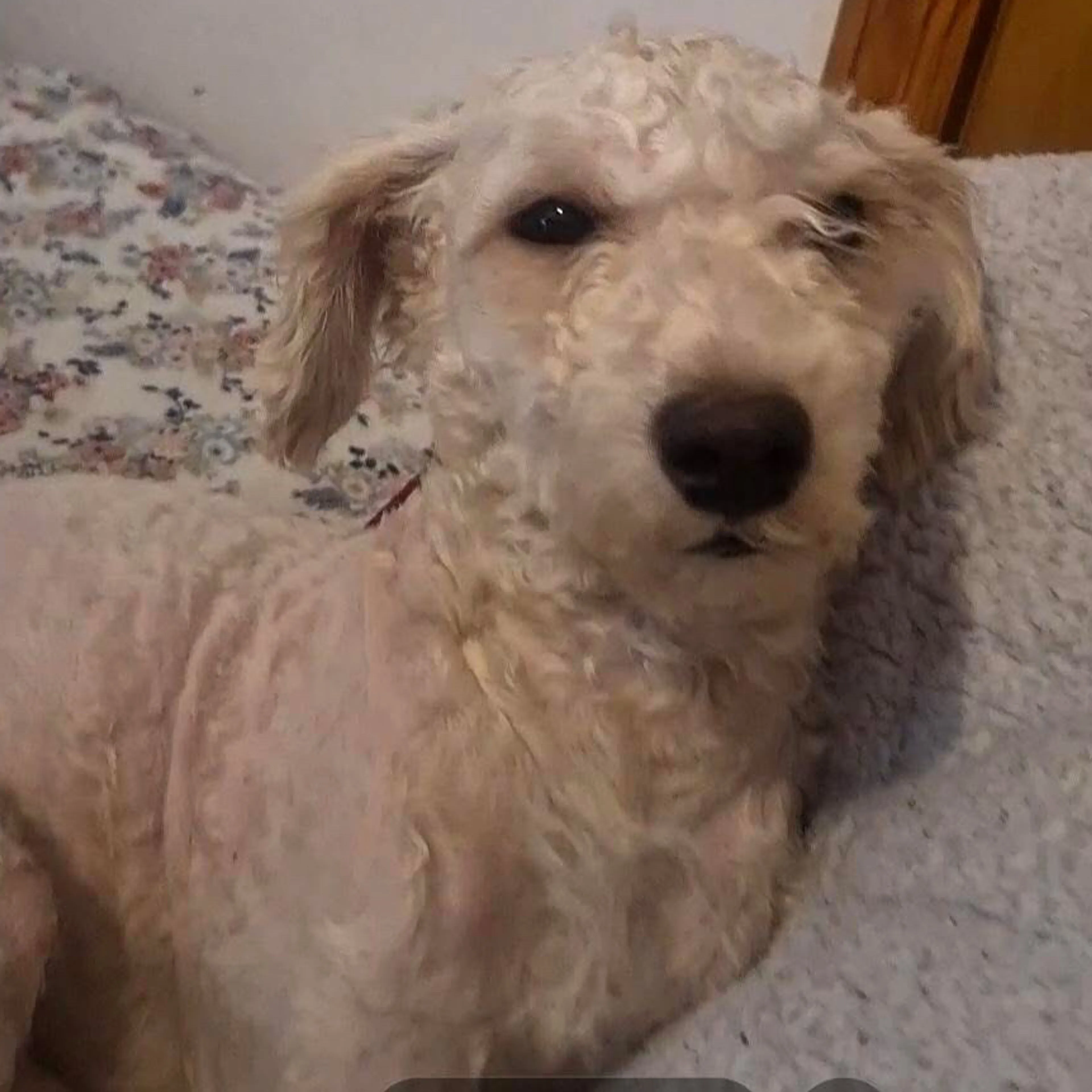 Lost pet-2