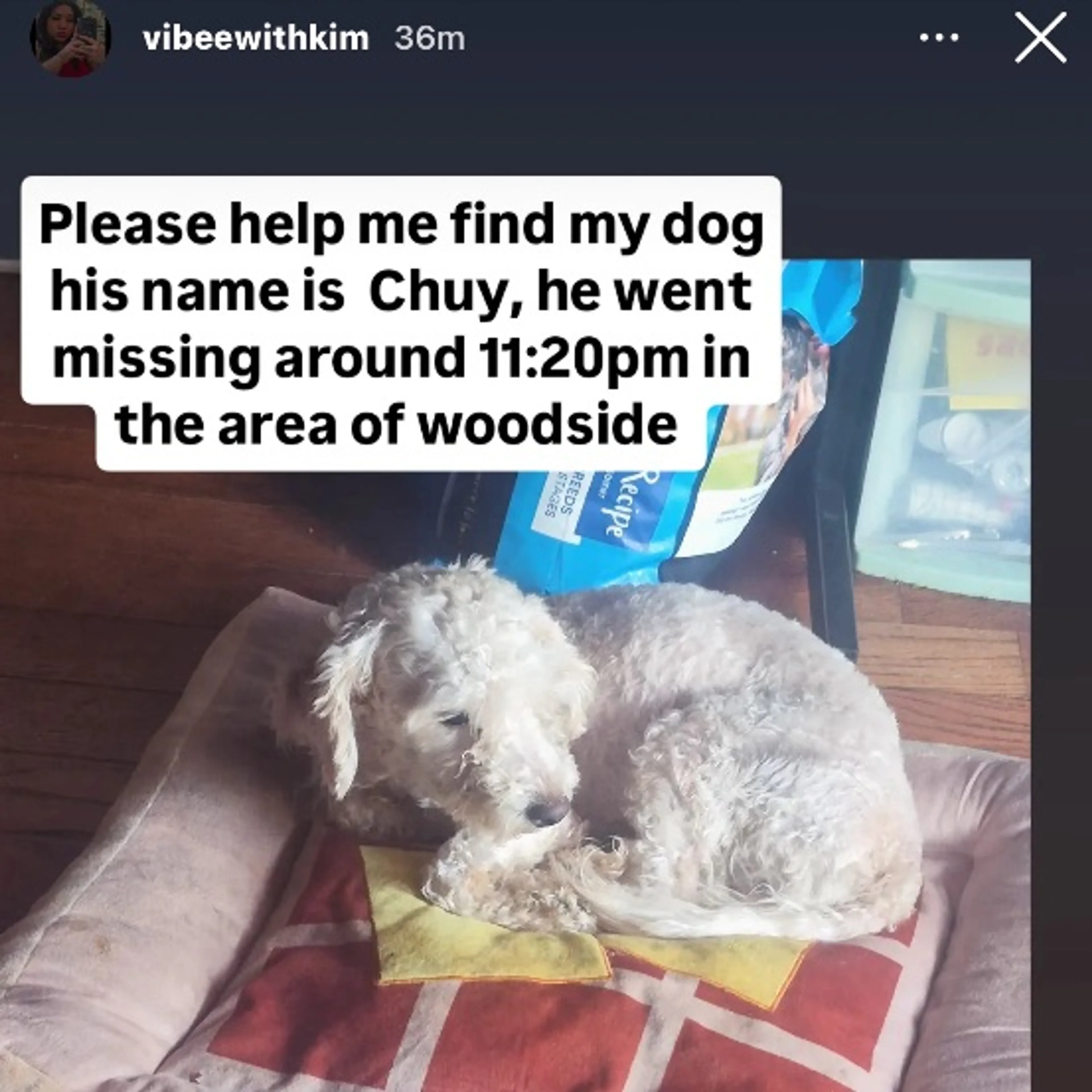 Lost pet