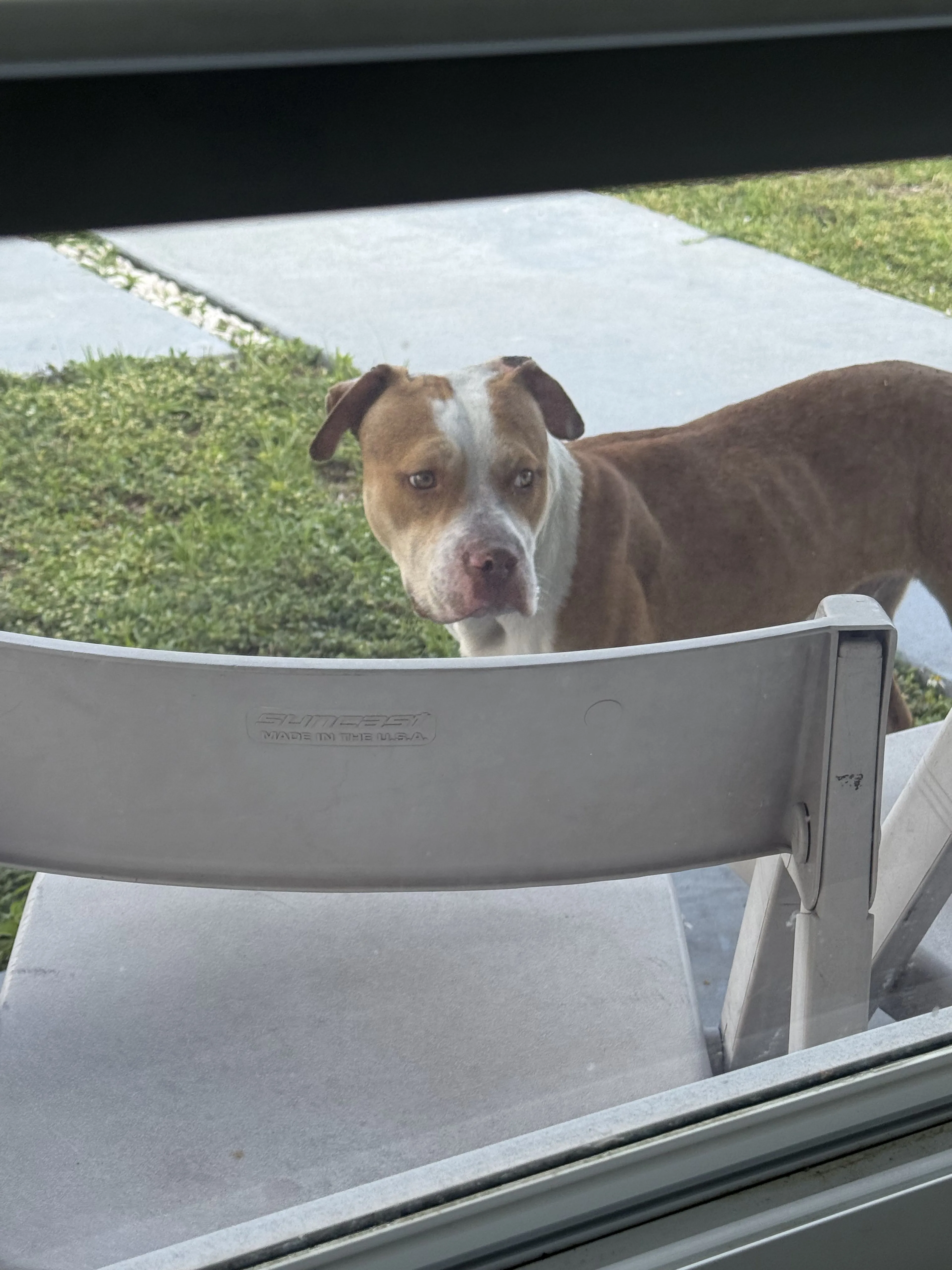 Lost pet