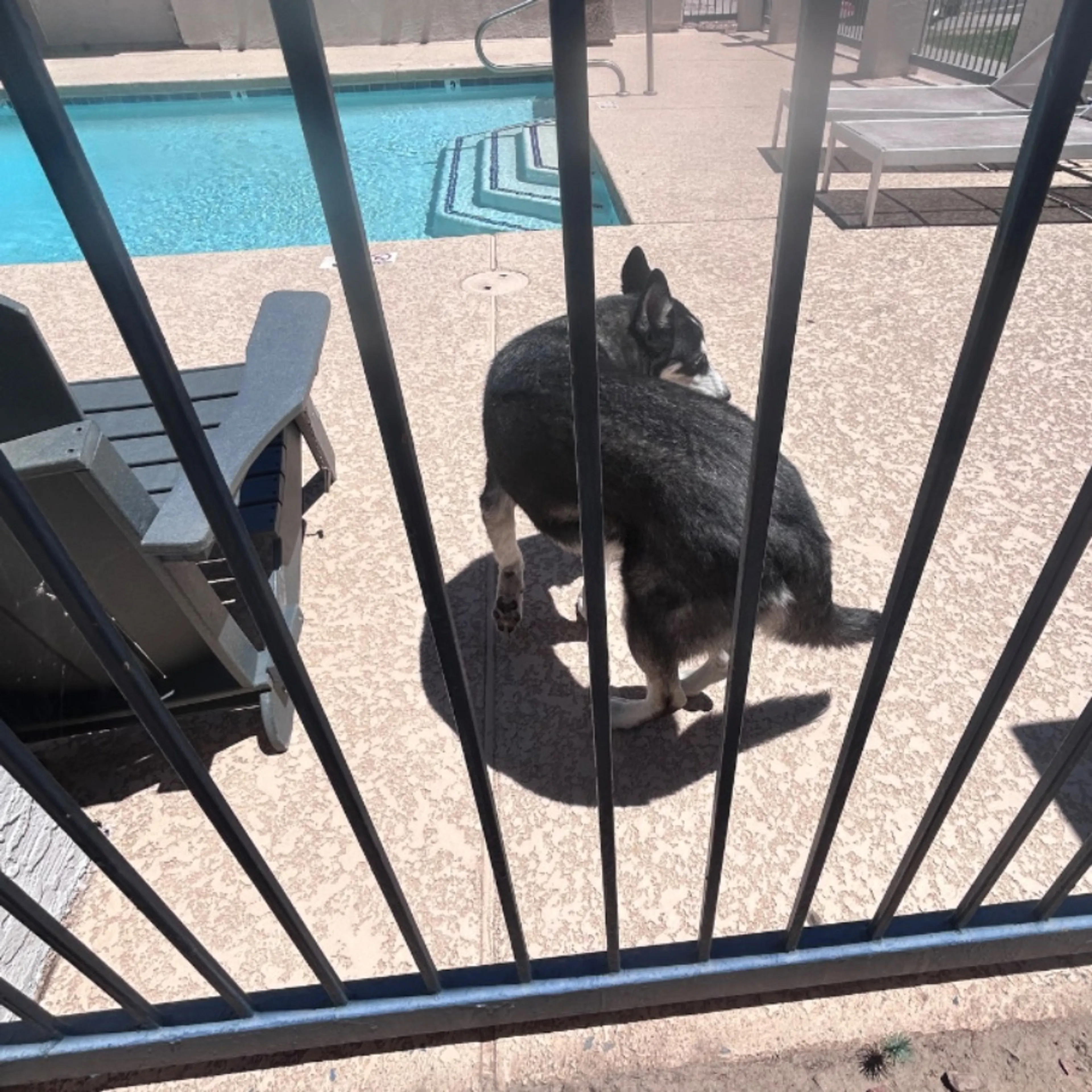 Found pet