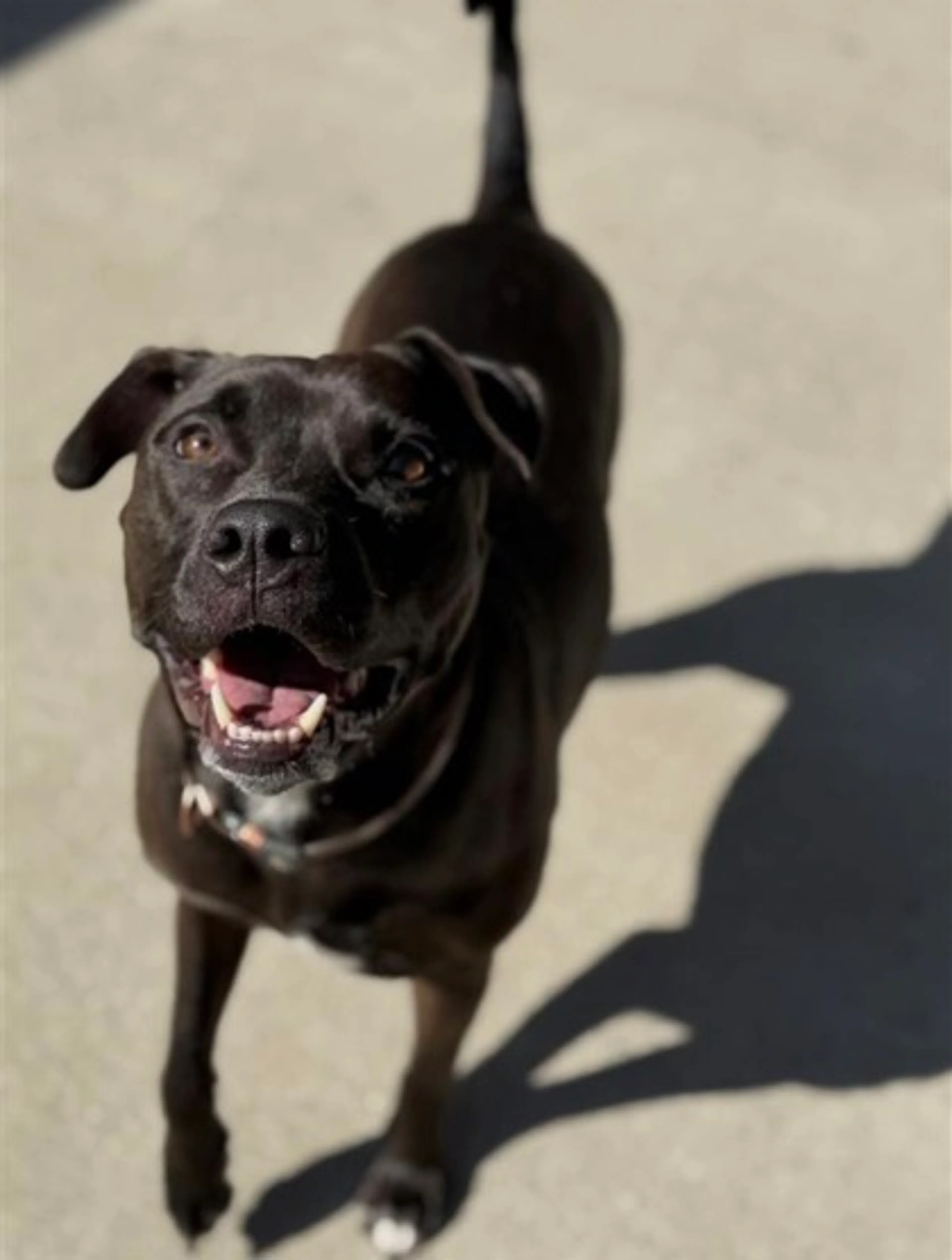 Found pet-1
