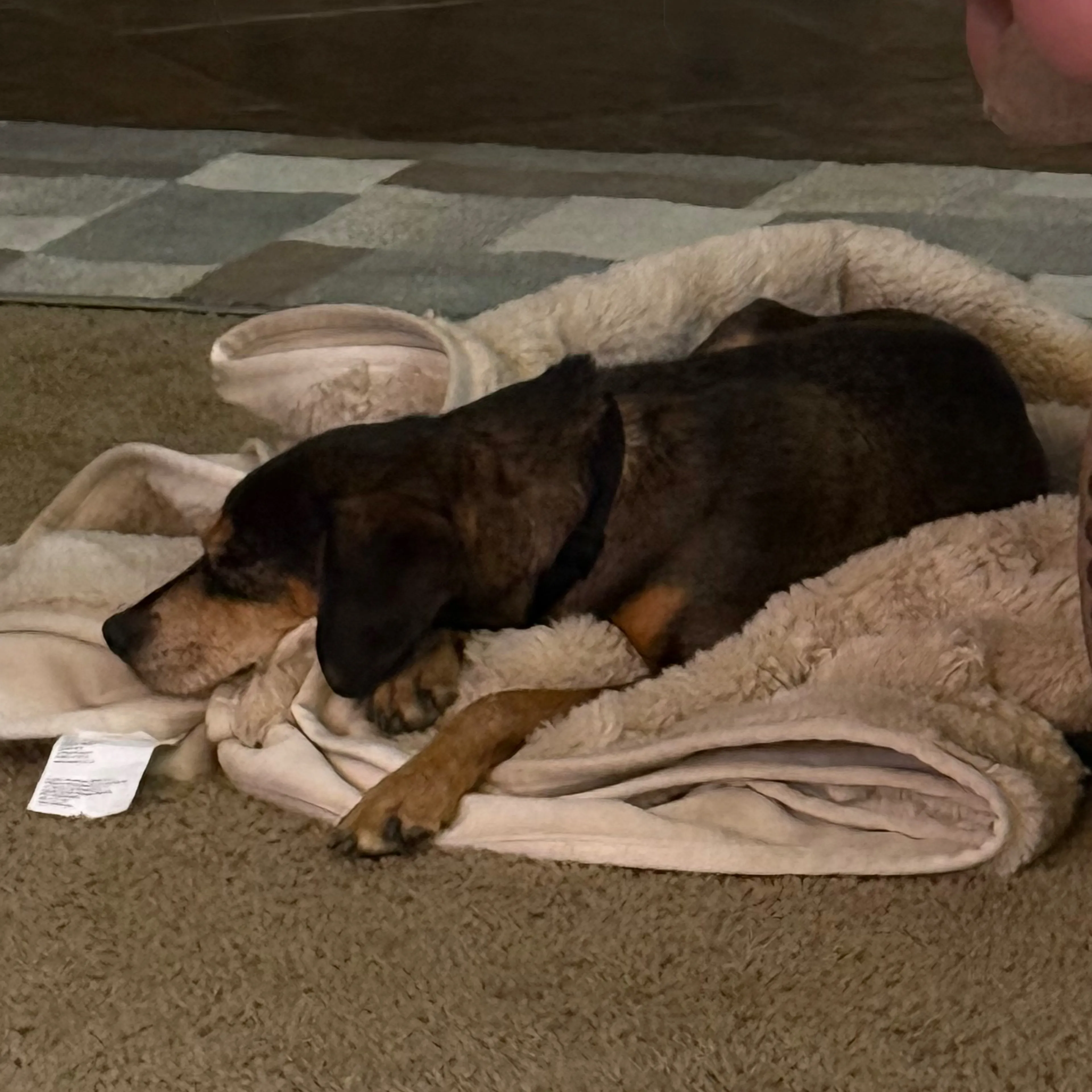 Found pet-3