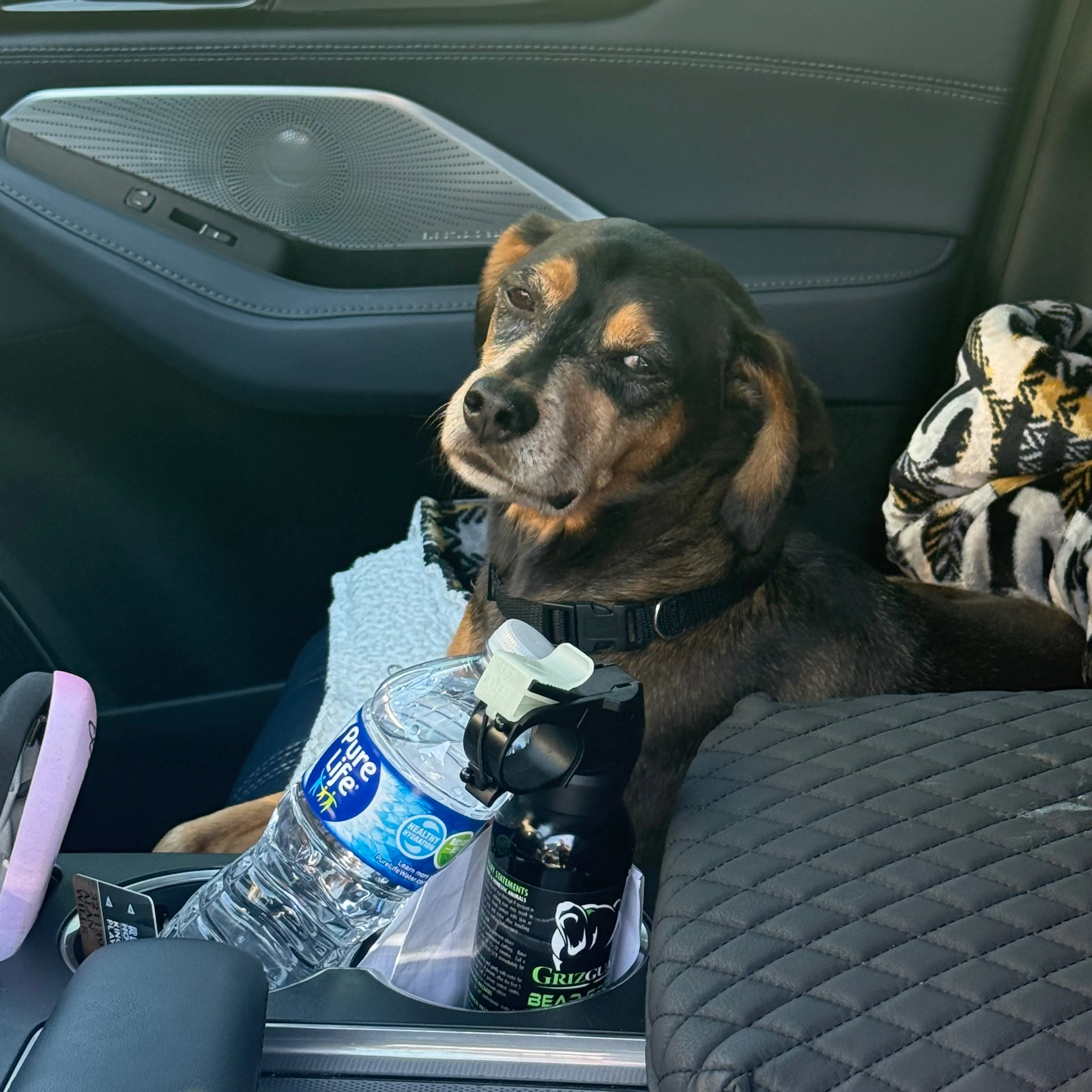 Found pet-2